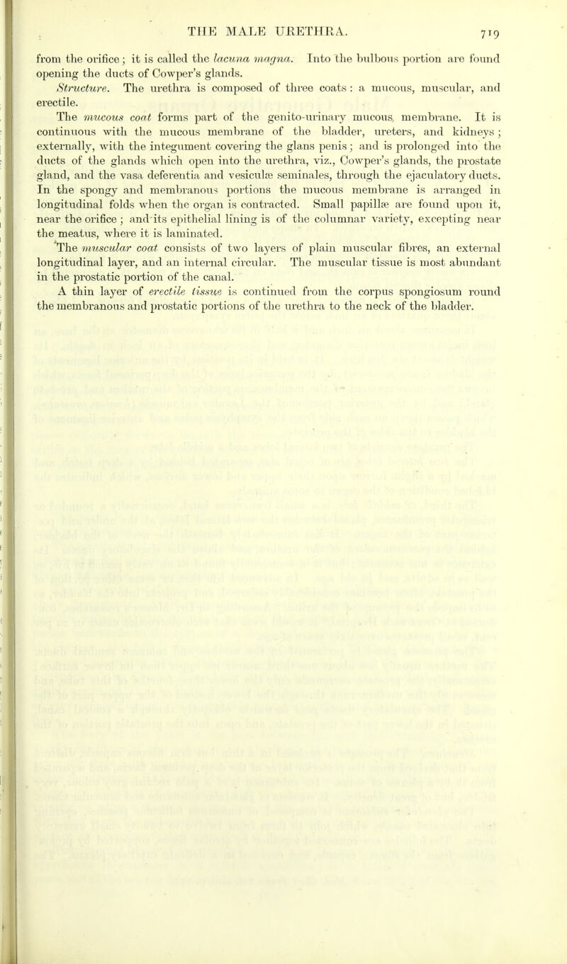 7t9 from the orifice; it is called the lacuna magna. Into the bulbous portion are found opening the ducts of Cowper's glands. Structure. The urethra is composed of three coats : a mucous, muscular, and erectile. The mucous coat forms part of the genito-urinary mucous membrane. It is continuous with the mucous membrane of the bladder, ureters, and kidneys ; externally, with the integument covering the glans penis; and is prolonged into the ducts of the glands which open into the urethra, viz., Cowper's glands, the prostate gland, and the vasa deferentia and vesiculos seminales, through the ejaculatory ducts. In the spongy and membranous portions the mucous membrane is arranged in longitudinal folds when the organ is contracted. Small papilla? are found upon it, near the orifice; and its epithelial lining is of the columnar variety, excepting near the meatus, where it is laminated. The muscular coat consists of two layers of plain muscular fibres, an external longitudinal layer, and an internal circular. The muscular tissue is most abundant in the prostatic portion of the canal. A thin layer of erectile tissue is continued from the corpus spongiosum round the membranous and prostatic portions of the urethra to the neck of the bladder.