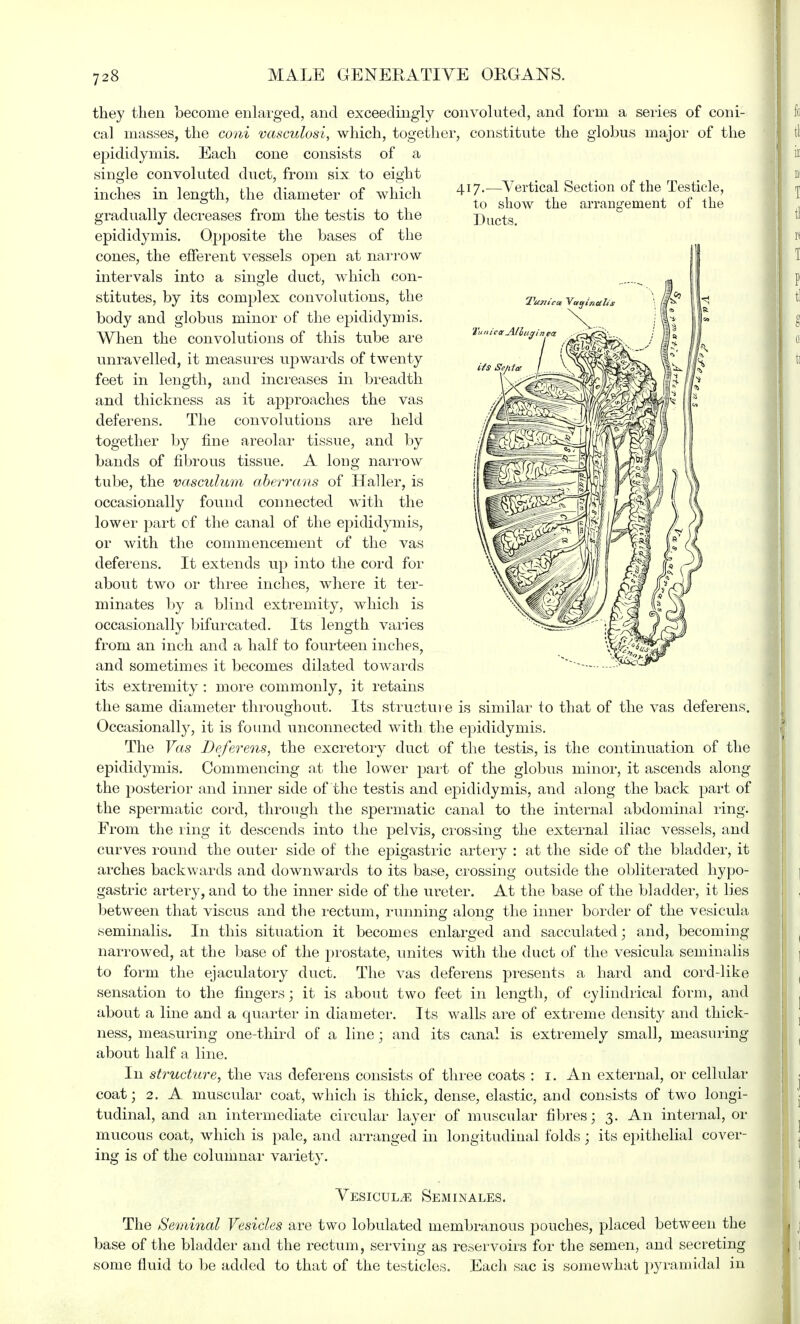 417.—Vertical Section of the Testicle, to show the arrangement of the Ducts. Tunica VaginaL Us Se/iter they then become enlarged, and exceedingly convoluted, and form a series of coni- cal masses, the coni vasculosi, which, together, constitute the globus major of the epididymis. Each cone consists of a single convoluted duct, from six to eight inches in length, the diameter of which gradually decreases from the testis to the epididymis. Opposite the bases of the cones, the efferent vessels open at narrow intervals into a single duct, which con- stitutes, by its complex convolutions, the body and globus minor of the epididymis. When the convolutions of this tube are unravelled, it measures upwards of twenty feet in length, and increases in breadth and thickness as it approaches the vas deferens. The convolutions are held together by fine areolar tissue, and by bands of fibrous tissue. A long narrow tube, the vasculum aberrans of Haller, is occasionally found connected with the lower part of the canal of the epididymis, or with the commencement of the vas deferens. It extends up into the cord for about two or three inches, where it ter- minates by a blind extremity, which is occasionally bifurcated. Its length varies from an inch and a half to fourteen inches, and sometimes it becomes dilated towards its extremity : more commonly, it retains the same diameter throughout. Its structure is similar to that of the vas deferens. Occasional^, it is found unconnected with the epididymis. The Vas Deferens, the excretory duct of the testis, is the continuation of the epididymis. Commencing at the lower part of the globus minor, it ascends along the posterior and inner side of the testis and epididymis, and along the back part of the spermatic cord, through the spermatic canal to the internal abdominal ring. From the ring it descends into the pelvis, crossing the external iliac vessels, and curves round the outer side of the epigastric artery : at the side of the bladder, it arches backwards and downwards to its base, crossing outside the obliterated hypo- gastric artery, and to the inner side of the ureter. At the base of the bladder, it lies between that viscus and the rectum, running along the inner border of the vesicula seminalis. In this situation it becomes enlarged and sacculated; and, becoming narrowed, at the base of the prostate, unites with the duct of the vesicula seminalis to form the ejaculatory duct. The vas deferens presents a hard and cord-like sensation to the fingers; it is about two feet in length, of cylindrical form, and about a line and a quarter in diameter. Its walls are of extreme density and thick- ness, measuring one-third of a line; and its canal is extremely small, measuring about half a line. In structure, the vas deferens consists of three coats : 1. An external, or cellular coat; 2. A muscular coat, which is thick, dense, elastic, and consists of two longi- tudinal, and an intermediate circular layer of muscular fibres; 3. An internal, or mucous coat, which is pale, and arranged in longitudinal folds; its epithelial cover- ing is of the columnar variety. Vesicula Seminales. The Seminal Vesicles are two lobulated membranous pouches, placed between the base of the bladder and the rectum, serving as reservoirs for the semen, and secreting some fluid to be added to that of the testicles. Each sac is somewhat pyramidal in