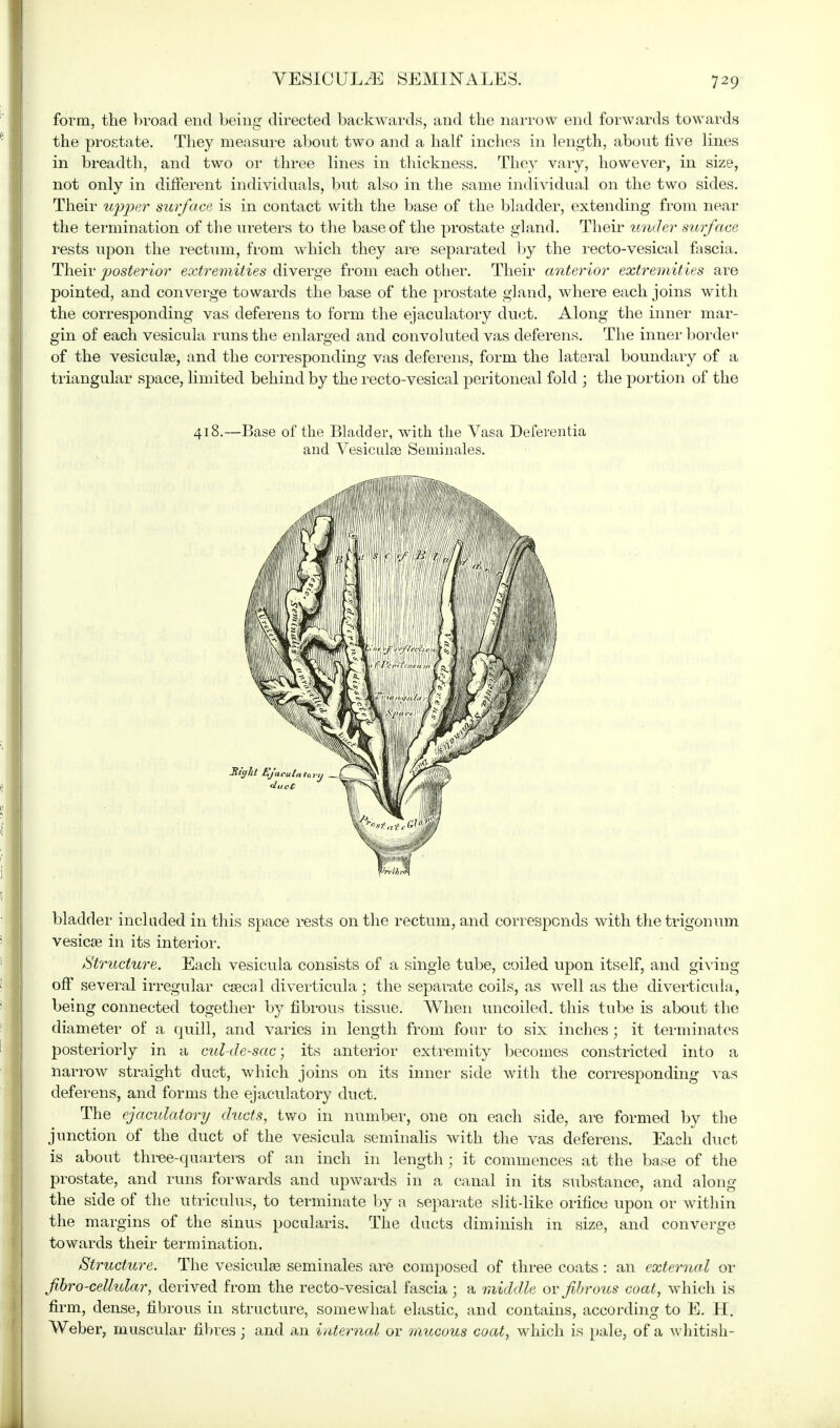 VESICULA SEMINALES. form, the broad end being directed backwards, and the narrow end forwards towards the prostate. They measure about two and a half inches in length, about five lines in breadth, and two or three lines in thickness. They vary, however, in size, not only in different individuals, but also in the same individual on the two sides. Their upper surface is in contact with the base of the bladder, extending from near the termination of the ureters to the base of the prostate gland. Their tinder surface rests upon the rectum, from which they are separated by the recto-vesical fascia. Their posterior extremities diverge from each other. Their anterior extremities are pointed, and converge towards the base of the prostate gland, where each joins with the corresponding vas deferens to form the ejaculatory duct. Along the inner mar- gin of each vesicula runs the enlarged and convoluted vas deferens. The inner border* of the vesicuke, and the corresponding vas deferens, form the lateral boundary of a triangular space, limited behind by the recto-vesical peritoneal fold ; the portion of the 418.—Base of the Bladder, with the Vasa Deferentia and Vesicular Seminales. bladder included in this space rests on the rectum, and corresponds with thetrigonum vesicae in its interior. Structure. Each vesicula consists of a single tube, coiled upon itself, and giving off several irregular csecal diverticula; the separate coils, as wTell as the diverticula, being connected together by fibrous tissue. When uncoiled, this tube is about the diameter of a quill, and varies in length from four to six inches ; it terminates posteriorly in a cul-de-sac, its anterior extremity becomes constricted into a narrow straight duct, which joins on its inner side with the corresponding vas deferens, and forms the ejaculatory duct. The ejaculatory ducts, two in number, one on each side, are formed by the junction of the duct of the vesicula seminalis with the vas deferens. Each duct is about three-quarters of an inch in lengthj it commences at the base of the prostate, and runs forwards and upwards in a canal in its substance, and along the side of the utriculus, to terminate by a separate slitdike orifice upon or within the margins of the sinus pocularis. The ducts diminish in size, and converge towards their termination. Structure. The vesiculse seminales are composed of three coats: an external or fibro-cellular, derived from the recto-vesical fascia; a middle or fibrous coat, which is firm, dense, fibrous in structure, somewhat elastic, and contains, according to E. H. Weber, muscular fibres; and an internal or mucous coat, which is pale, of a whitish-