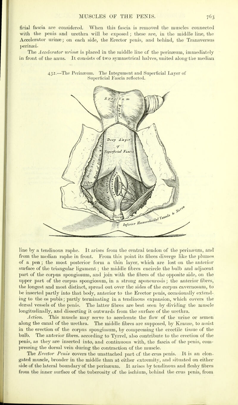 ficial fascia are considered. When this fascia is removed the muscles connected with the penis and urethra will be exposed ; these are, in the middle line, the Accelerator urinse • on each side, the Erector penis, and behind, the Transversus perinsei- The Accelerator urince is placed in the middle line of the perinseum, immediately in front of the anus. It consists of two symmetrical halves, united along the median 432.—The Perinseum. The Integument and Superficial Layer of Superficial Fascia reflected. line by a tendinous raphe. It arises from the central tendon of the perinseum, and from the median raphe in front. From this point its fibres diverge like the plumes of a pen; the most posterior form a thin layer, which are lost on the anterior surface of the triangular ligament; the middle fibres encircle the bulb and adjacent part of the corpus spongiosum, and join with the fibres of the opposite side, on the upper part of the corpus spongiosum, in a strong aponeurosis; the anterior fibres, the longest and most distinct,, spread out over the sides of the corpus cavernosum, to be inserted partly into that body, anterior to the Erector penis, occasionally extend- ing to the os pubis; partly terminating in a tendinous expansion, which covers the dorsal vessels of the penis. The latter fibres are best seen by dividing the muscle longitudinally, and dissecting it outwards from the surface of the urethra. Action. This muscle may serve to accelerate the flow of the urine or semen along the canal of the urethra. The middle fibres are supposed, by Krause, to assist in the erection of the corpus spongiosum, by compressing the erectile tissue of the bulb. The anterior fibres, according to Tyrrel, also contribute to the erection of the penis, as they are inserted into, and continuous with, the fascia of the penis, com- pressing the dorsal vein during the contraction of the muscle. The Erector Penis covers the unattached part of the crus penis. It is an elon- gated muscle, broader in the middle than at either extremity, and situated on either side of the lateral boundary of the perinseum. It arises by tendinous and fleshy fibres from the inner surface of the tuberosity of the ischium, behind the crus penis, from