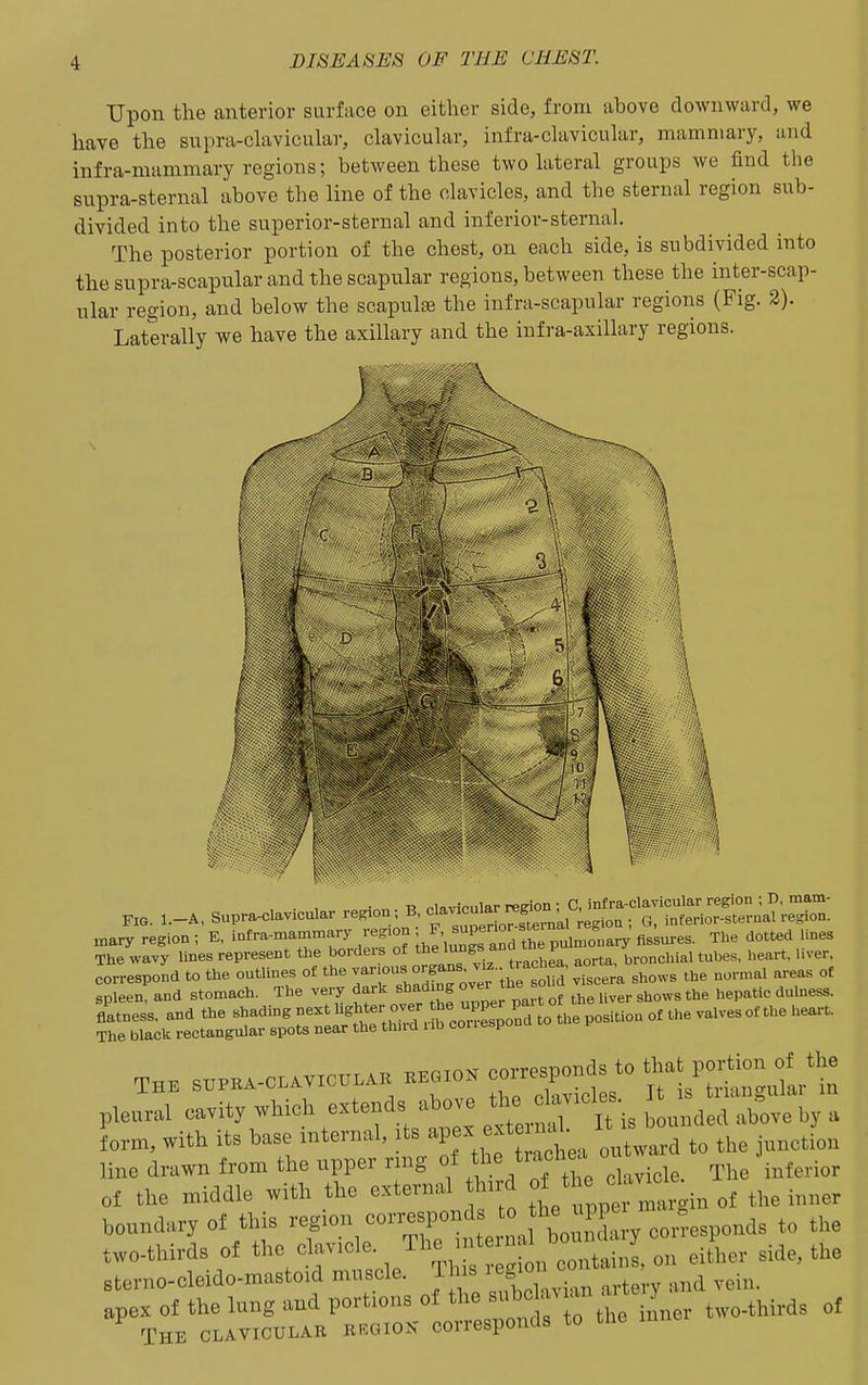 Upon the anterior surface on either side, from above downward, we have the supra-chxvicular, clavicular, infra-clavicular, mammary, and infra-mammary regions; between these two lateral groups we find the supra-sternal above the line of the clavicles, and the sternal region sub- divided into the superior-sternal and inferior-sternal. The posterior portion of the chest, on each side, is subdivided into the supra-scapular and the scapular regions, between these the inter-scap- ular region, and below the scapulae the infra-scapular regions (Fig. 2). Laterally we have the axillary and the infra-axillary regions. V ... ..-A, Supra.cla« region ; B —^^^^^^ mary region ; E, infra-mammary region ■ J- ^^P^^^^j^^^ pulmonary fissures. The dotted lines The wavy lines represent the borders of ^^^^^orta, bronchial tubes, heart, liver, correspond to the outlines of the 7°! °;;f„°^-;j:;rsS vTscera shows the normal areas of spleen, and stomach. The very dark shad ng ovei the so ^^^^ ^^^^^ ^^^^^.^ rbiaVSet^r;^^^^^^^^^^^^^ THE SUPKA-OL.VICULAB BBaioK corresponds to that poHion^^^^^^ plell cavity which extends above c^/^^^is t^^ Lm, with its base internal, its -^^^^^ ''j,':^, the junction line drawn from the upper ring of ^'^f''' .^^^^ The inferior of the middle with the external hi d of^ ''^'^^^^^^^^ ,f i,,er boundary of this region corresponds he PP ^^^.^^ .^s to the two-thirds of thV-Y^^^lcle ThTs o^n^^^^^^^ on eitLr side, the sterno-cleido-mastoid muscle J^^ ^^''^^j^^j^^ ,,tery and vein, apex of the lung and Po^'^'^^ns of the subclav ^^^^^ , The clavicular rrgion corresponas to