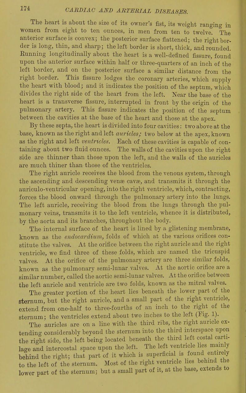 The heart is about the size of its owner's fist, its weight ranging in women from eight to ten ounces, in men from ten to twelve. The anterior surface is convex; the posterior surface flattened; the right bor- der is long, thin, and sharp; the left border is short, thick, and rounded. Running longitudinally about the heart is a well-defined fissure, found upon the anterior surface within half or three-quarters of an inch of the left border, and on tbe posterior surface a similar distance from the right border. This fissure lodges the coronary arteries, which supply the heart with blood; and it indicates the position of the septum, which divides the right side of the heart from the left. Near the base of the heart is a transverse fissure, interrupted in front by the origin of the pulmonary artery. This fissure indicates the position of the septum bet ween the cavities at the base of the heart and those at the apex. By these septa, the heart is divided into four cavities: two above at the base, known as the right and left auricles; two below at the apex, known as the right and left ventricles. Each of these cavities is capable of con- taining about two fluid ounces. The walls of the cavities upon the right side are thinner than those upon the left, and the walls of the auricles are much thiner than those of the ventricles. The right auricle receives the blood from the venous system, through the ascending and descending venae cava, and transmits it through the auriculo-ventricular opening, into the right ventricle, which, contracting, forces the blood onward through the pulmonary artery into the lungs. The left auricle, receiving the blood from the lungs through the pul- monary veins, transmits it to the left ventricle, whence it is distributed, by the aorta and its branches, throughout the body. The internal surface of the heart is lined by a glistening membrane, known as the endocardium, folds of which at the various orifices con- stitute the valves. At the orifice between the right auricle and the right ventricle, we find three of these folds, which are named the tricuspid valves. At the orifice of the pulmonary artery are three similar folds, known as the pulmonary semi-lunar valves. At the aortic orifice are a similar number, called the aortic semi-lunar valves. At the orifice between the left auricle and ventricle are two folds, known as the mitral valves. The greater portion of the heart lies beneath the lower part of the sternum, but the right auricle, and a small part of the right ventricle, extend from one-half to three-fourths of an inch to the right of the sternum; the ventricles extend about two inches to the left (Fig. 1). The auricles are on a line with the third ribs, the right auricle ex- tending considerably beyond the sternum into the third interspace upon the right side, the left being located beneath the third left costal carti- lage and intercostal space upon the left. The left ventricle lies mam y behind the right; that part of it which is superficial is found entirely to the left of the sternum. Most of the right ventricle lies behind the lower part of the sternum; but a small part of it, at the base, extends to