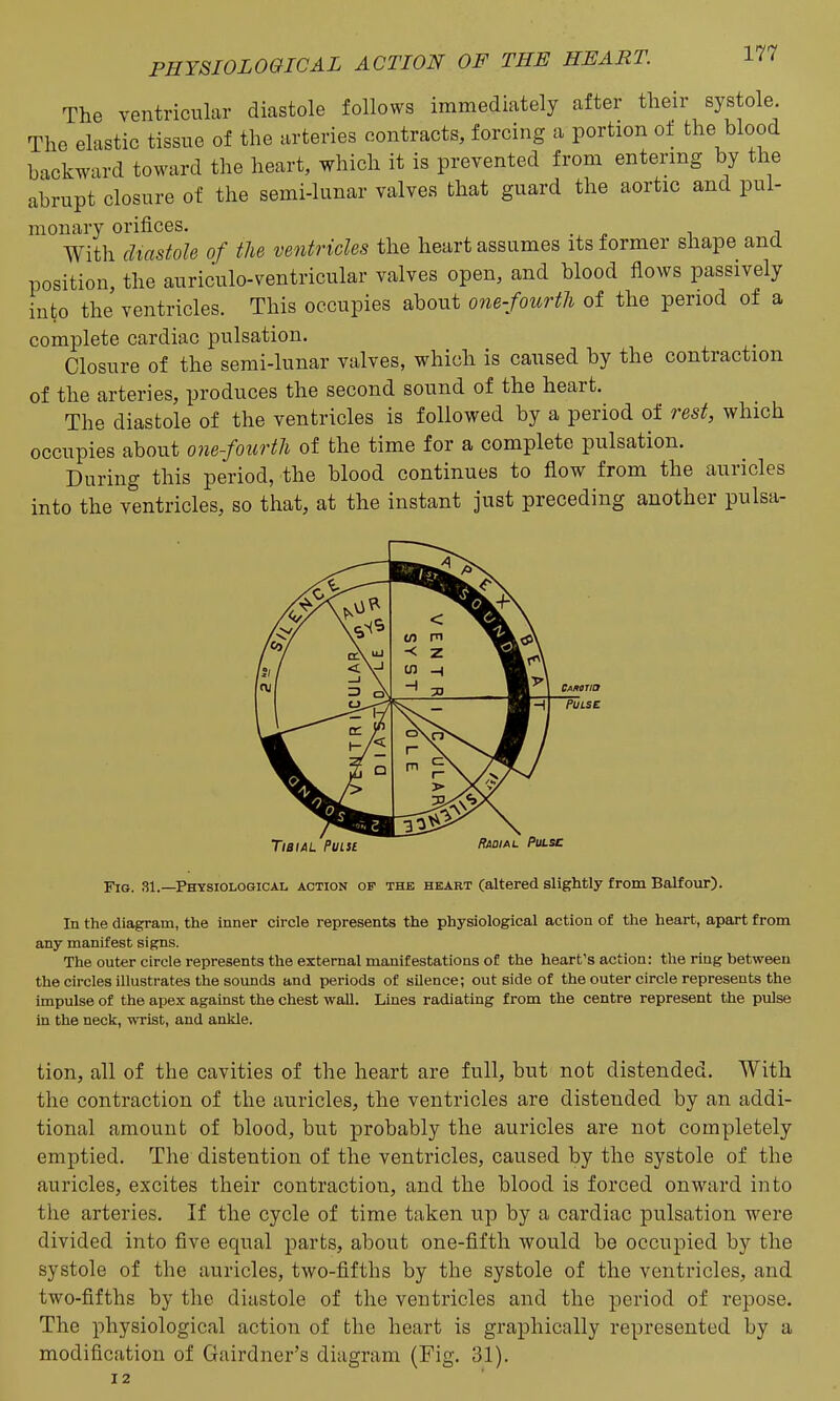 Ill The ventricnlar diastole follows immediately after their systole. The elastic tissue of the arteries contracts, forcing a portion of the blood backward toward the heart, which it is prevented from entering by the abrupt closure of the semi-lunar valves that guard the aortic and pul- monary orifices. With diastole of the ventricles the heart assumes its former shape and position, the auriculo-ventricular valves open, and blood flows passively into the ventricles. This occupies about one-fourtli of the period of a complete cardiac pulsation. Closure of the semi-lunar valves, which is caused by the contraction of the arteries, produces the second sound of the heart. The diastole of the ventricles is followed by a period of rest, which occupies about one-fourth of the time for a complete pulsation. During this period, the blood continues to flow from the auricles into the ventricles, so that, at the instant just preceding another pulsa- Carotio Pulse Tibial'Pulse f^ooiAL Pm.sc Fig. 31.—Physiological action of the heart (altered slightly from Balfour). In the diagram, the inner circle represents the physiological action of the heart, apart from any manifest signs. The outer circle represents the external manifestations of the heart's action: the ring between the circles illustrates the sounds and periods of silence; outside of the outer circle represents the impulse of the apex against the chest wall. Lines radiating from the centre represent the pulse in the neclc, -^Tist, and anlde. tion, all of the cavities of the heart are full, but not distended. With the contraction of the auricles, the ventricles are distended by an addi- tional amount of blood, but probably the auricles are not completely emptied. The distention of the ventricles, caused by the systole of the auricles, excites their contraction, and the blood is forced onward into the arteries. If the cycle of time taken up by a cardiac pulsation were divided into five equal parts, about one-fifth would be occupied by the systole of the auricles, two-fifths by the systole of the ventricles, and two-fifths by the diastole of the ventricles and the period of repose. The physiological action of the heart is graphically represented by a modification of Gairdner's diagram (Fig. 31). 12