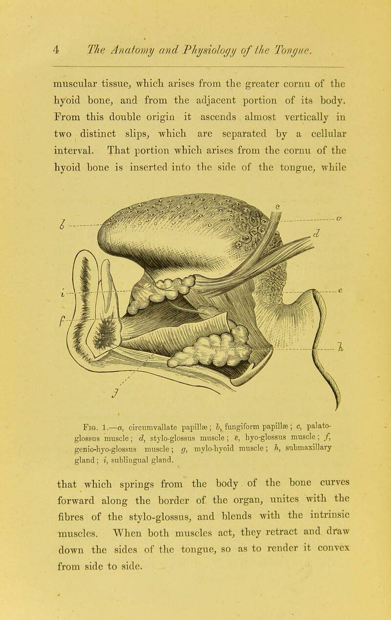 muscular tissue, which arises from the greater cornu of the hyoid bone, and from the adjacent portion of its body. From this double origin it ascends . almost vertically in two distinct slips, which are separated by a cellular interval. That portion which arises from the cornu of the hyoid bone is inserted into the side of the tongue, while Fig. 1.—a, circumvallate papillss ; 6, fungiform papillse; c, palato- glossus muscle; d, stylo-glossus muscle; e, hyo-glossus muscle; /, genio-hyo-glossus muscle; (/, mylo-hyoid muscle; h, submaxillary gland ; i, sublingual gland. that which springs from the body of the bone curves forward along the border of the organ, unites with the fibres of the stylo-glossus, and blends with the intrinsic muscles. When both muscles act, they retract and draw down the sides of the tongue, so as to render it convex from side to side.