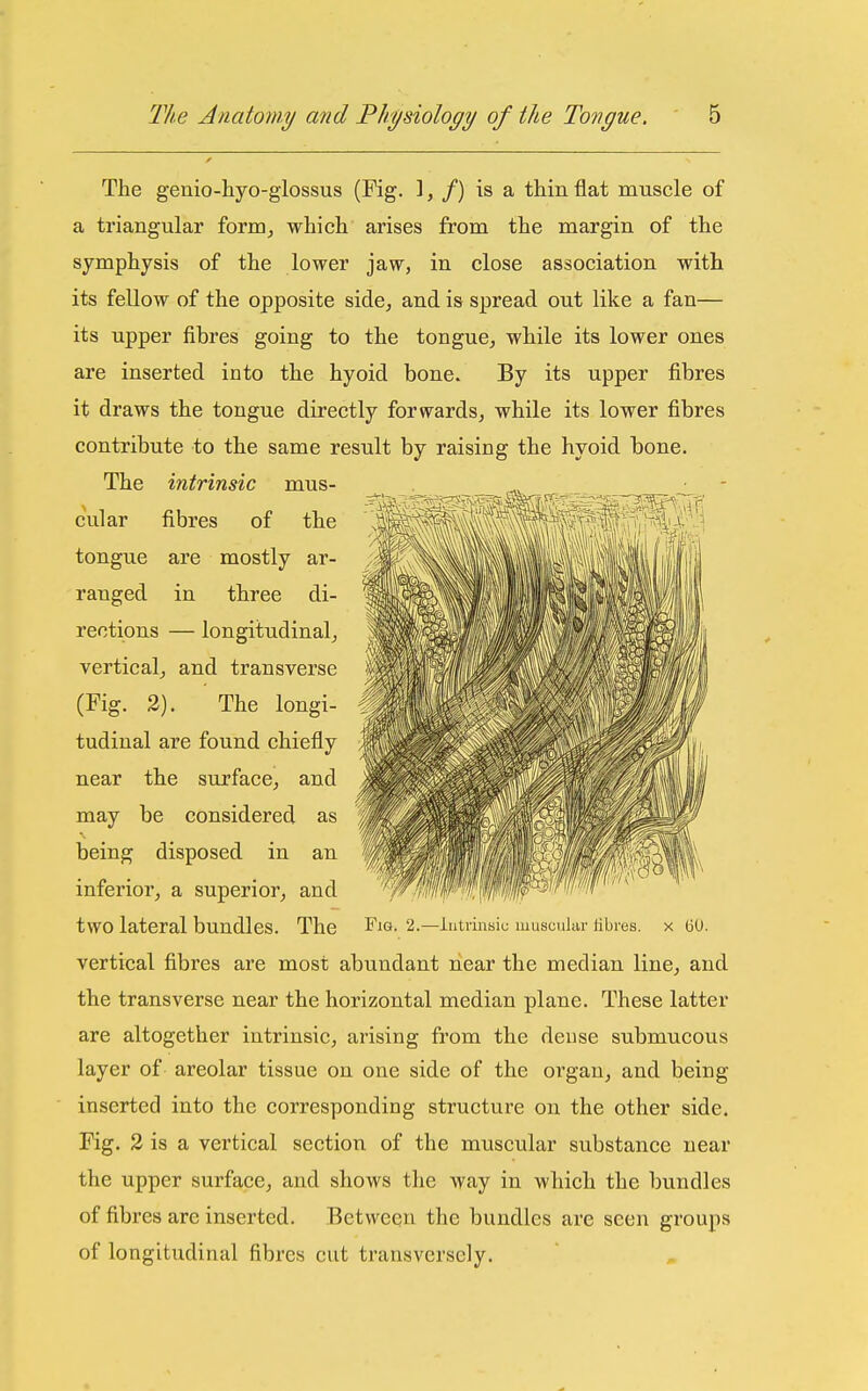 The genio-hyo-glossus (Fig. 1, /) is a thin flat muscle of a triangular formj which arises from the margin of the symphysis of the lower jaw, in close association with its fellow of the opposite side, and is spread out like a fan— its upper fibres going to the tongue, while its lower ones are inserted into the hyoid bone. By its upper fibres it draws the tongue directly forwards, while its lower fibres contribute to the same result by raising the hyoid bone. The intrinsic mus- cular fibres of the tongue are mostly ar- ranged in three di- rections — longitudinal^ vertical, and transverse (Fig. 2). The longi- tudinal are found chiefly near the surface, and may be considered as being disposed in an inferior, a superior, and two lateral bundles. The vertical fibres are most abundant near the median line, and the transverse near the horizontal median plane. These latter are altogether intrinsic, arising from the dense submucous layer of areolar tissue on one side of the organ, and being inserted into the corresponding structure on the other side. Fig. 2 is a vertical section of the muscular substance near the upper surface, and shows the way in which the bundles of fibres are inserted. Between the bundles are seen groups of longitudinal fibres cut transversely. Fig. 2.—liitrinsiu muscular fibres, x (30.