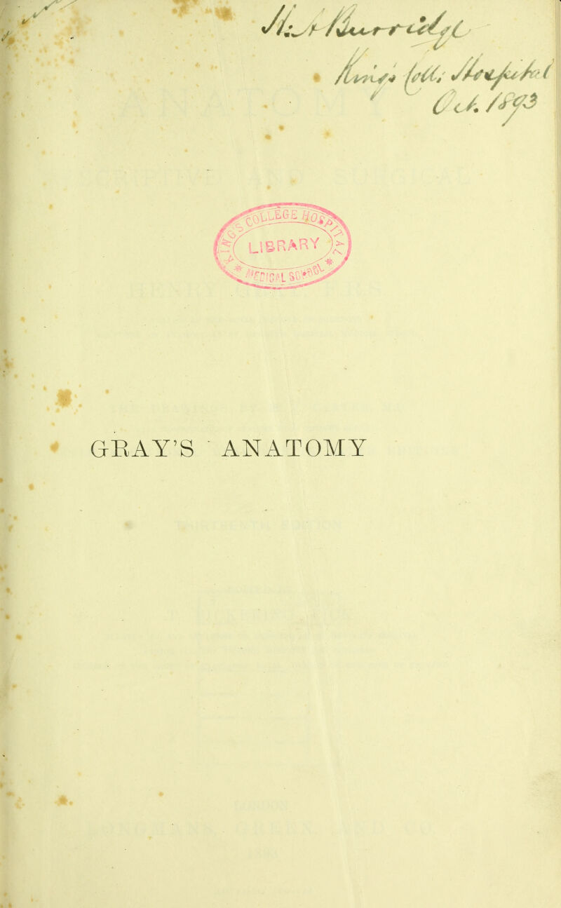 GRAY'S ANATOMY