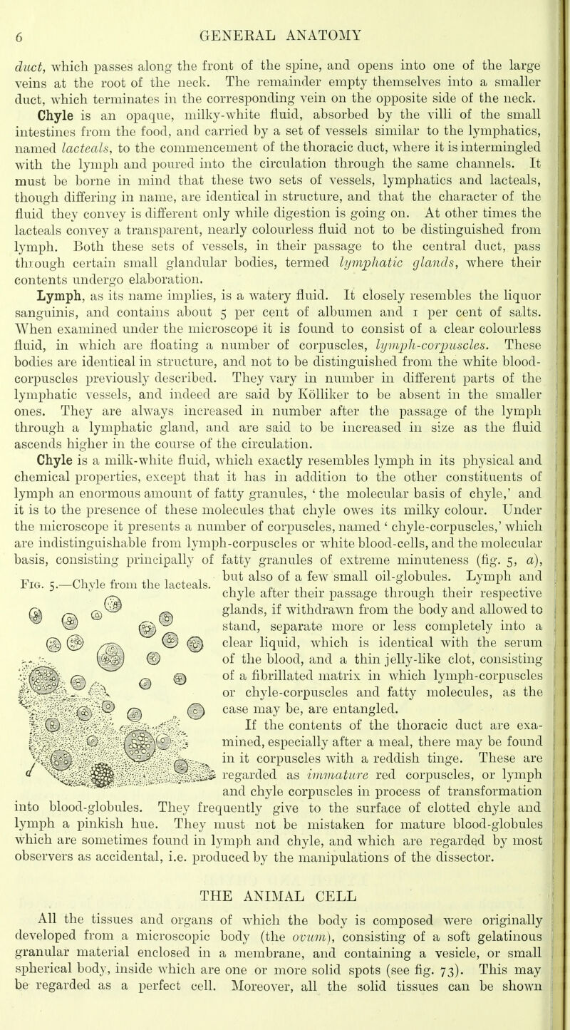 duct, which passes along the front of the spine, and opens into one of the large veins at the root of the neck. The remainder empty themselves into a smaller duct, which terminates in the corresponding vein on the opposite side of the neck. Chyle is an opaque, milky-white fluid, absorbed by the villi of the small intestines from the food, and carried by a set of vessels similar to the lymphatics, named lacteals, to the commencement of the thoracic duct, where it is intermingled with the lymph and poured into the circulation through the same channels. It must be borne in mind that these two sets of vessels, lymphatics and lacteals, though differing in name, are identical in structure, and that the character of the fluid they convey is different only while digestion is going on. At other times the lacteals convey a transparent, nearly colourless fluid not to be distinguished from lymph. Both these sets of vessels, in their passage to the central duct, pass through certain small glandular bodies, termed lymijliatic glands, where their contents undergo elaboration. Lymph, as its name implies, is a watery fluid. It closely resembles the liquor sanguinis, and contains about 5 per cent of albumen and i per cent of salts. When examined under the microscope it is found to consist of a clear colourless fluid, in which are floating a number of corpuscles, lymph-co^yuscles. These bodies are identical in structure, and not to be distinguished from the white blood- corpuscles previously described. They vary in number in different parts of the lymphatic vessels, and indeed are said by Kolliker to be absent in the smaller ones. They are always increased in number after the passage of the lymph through a lymphatic gland, and are said to be increased in size as the fluid ascends higher in the course of the circulation. Chyle is a milk-white fluid, which exactly resembles lymph in its physical and chemical properties, except that it has in addition to the other constituents of lymph an enormous amount of fatty granules, ' the molecular basis of chyle,' and it is to the presence of these molecules that chyle owes its milky colour. Under the microscope it presents a number of corpuscles, named ' chyle-corpuscles,' which are indistinguishable from lymph-corpuscles or white blood-cells, and the molecular basis, consisting principally of fatty granules of extreme minuteness (fig. 5, a), ^ ^1 1 r. XI 1 X 1 t)ut also of a few small oil-globules. Lymph and Fig. 5.—Chvle from the lacteals. , , . t ji • chyle alter their passage through their respective glands, if withdrawn from the body and allowed to stand, separate more or less completely into a clear liquid, which is identical with the serum of the blood, and a thin jelly-like clot, consisting of a fibrillated matrix in which lymph-corpuscles or chyle-corpuscles and fatty molecules, as the case may be, are entangled. If the contents of the thoracic duct are exa- mined, especially after a meal, there may be found in it corpuscles with a reddish tinge. These are regarded as immature red corpuscles, or lymph and chyle corpuscles in process of transformation into blood-globules. They frequently give to the surface of clotted chyle and lymph a pinkish hue. They must not be mistaken for mature blood-globules which are sometimes found in lymph and chyle, and which are regarded by most observers as accidental, i.e. produced by the manipulations of the dissector. THE ANIMAL CELL All the tissues and organs of which the body is composed were originally developed from a microscopic body (the ovum), consisting of a soft gelatinous granular material enclosed in a membrane, and containing a vesicle, or small spherical body, inside which are one or more solid spots (see fig. 73). This may be regarded as a perfect cell. Moreover, all the solid tissues can be shown