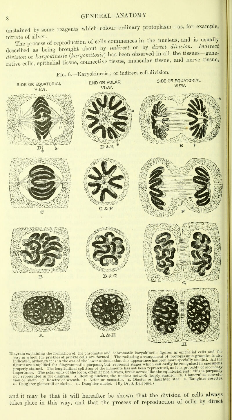 unstained by some reagents which colour ordinary protoplasm-as, for example, '^'Theti^^^^^^^ reproduction of cells commences in the nucleus, and is usually described as being brought about by mdirect or by direct d^m.wn. Indirect L-o. or karyoUnesis ^aryomitosis) has been observed m all the tissues-^^^^^^^^ rative cells, epithehal tissue, connective tissue, muscular tissue, and nerve tissue, 6—Karyokinesis ; or indirect cell-division. side: OR EQUATORIAL VIEW. END OR POLAR VIEW. SIDE OR EQUATORIAL ViEW. !•?',•-:' ■ mi c C ■''to''' B &G1 Diagram explaining the formation of the cluromatic and achromatic karyokinetic figures in epithehal cells and the way in which the prickles of prickle cells are formed. The radiating arrangement of protoplasmic granules is also indicated, although it is in the ova of the lower animals that this appearance has been more specially studied. All tne figures are simplified for diagrammatic purposes, but represent stages which can easily be recognised in specimens properly stained. The longitudinal splitting of the filaments has not been represented, as it is probably ot secondary importance. The polar ends of the loops, often, if not always, break across like the equatorial end : this is purposely not represented in the diagram. A. Resting nucleus, the nuclear network deeply stained. B. Glomerulus, convolu- tion or skein, c. llosette or wreath, d. Aster or monaster. E. Blaster or daughter star. F. Daughter rosettes. G. Daughter glomeruli or skeins. H. Daughter nuclei. (By Dr. S. Delepine.) and it may be that it will hereafter be shown that the division of cells always takes place in this way, and that the process of reproduction of cells by direct