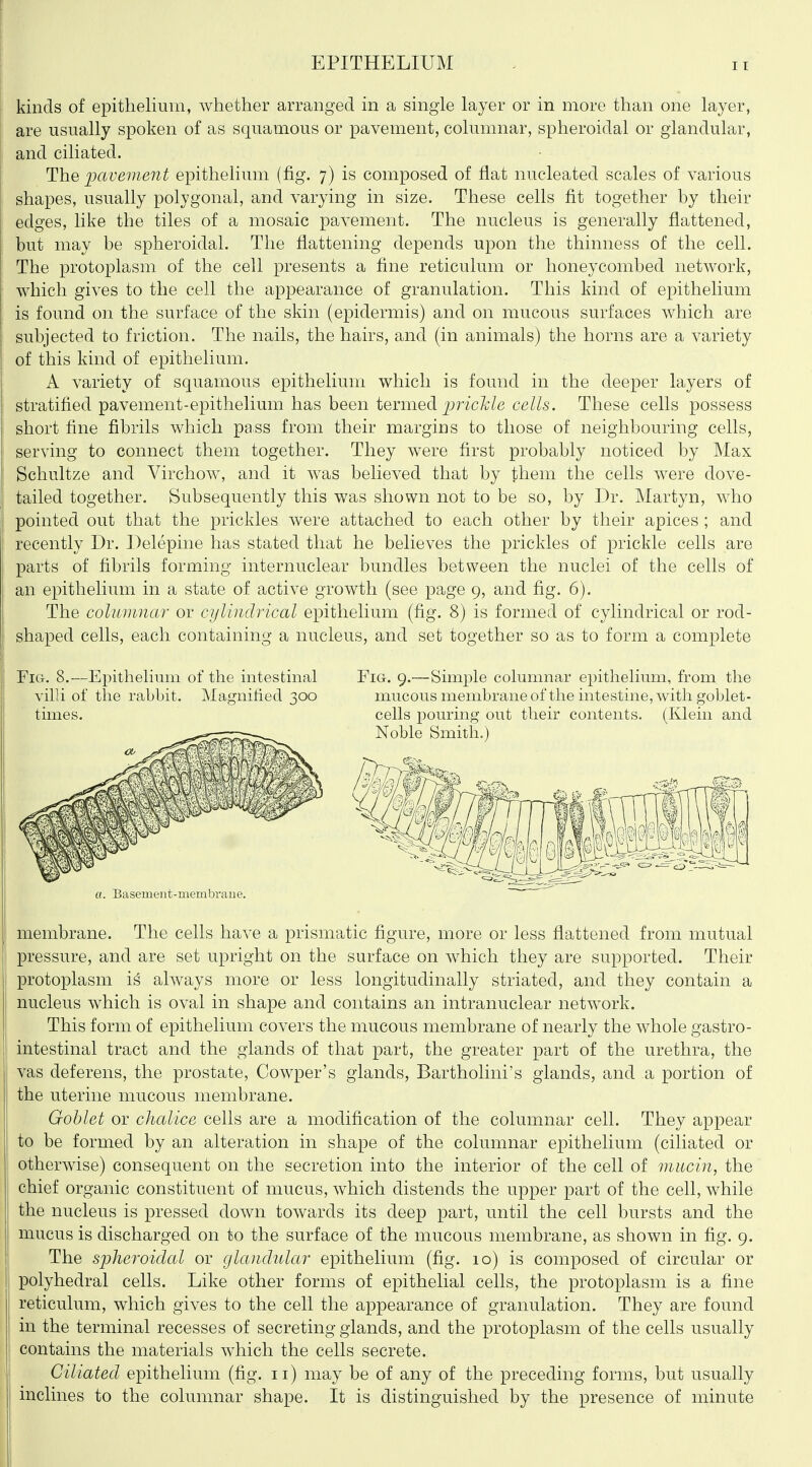 EPITHELIUM kinds of epithelium, whether arranged in a single layer or in more than one layer, are usually spoken of as squamous or pavement, columnar, spheroidal or glandular, and ciliated. Hhe pavement epithelium (fig. 7) is composed of flat nucleated scales of various shapes, usually polygonal, and varying in size. These cells fit together by their edges, like the tiles of a mosaic pavement. The nucleus is generally flattened, but may be spheroidal. The flattening depends upon the thinness of the cell. The protoplasm of the cell presents a fine reticulum or honeycombed network, which gives to the cell the appearance of granulation. This kind of epithelium is found on the surface of the skin (epidermis) and on mucous surfaces which are subjected to friction. The nails, the hairs, and (in animals) the horns are a variety of this kind of epithelium. A variety of squamous epithelium which is found in the deeper layers of stratified pavement-epithelium has been termed ^jWcA;/e cells. These cells possess short fine fibrils which pass from their margins to those of neighbouring cells, serving to connect them together. They were first probably noticed by Max Schultze and Virchow, and it was believed that by them the cells were dove- tailed together. Subsequently this was shown not to be so, by Dr. Martyn, who pointed out that the prickles were attached to each other by their apices ; and recently Dr. Delepine has stated that he believes the prickles of prickle cells are parts of fibrils forming internuclear bundles between the nuclei of the cells of an epithelium in a state of active growth (see page 9, and fig. 6). The columnar or cylindrical epithelium (fig. 8) is formed of cylindrical or rod- shaped cells, each containing a nucleus, and set together so as to form a complete Fig. 8.—Epithelium of the intestinal Fig. 9.—Simple columnar epithelium, from the villi of the rabbit. Magnified 300 mucous membrane of the intestine, with goblet- times, cells pouring out their contents. (Klein and a. Basement-membrane. membrane. The cells have a prismatic figure, more or less flattened from mutual pressure, and are set upright on the surface on which they are supported. Their protoplasm is always more or less longitudinally striated, and they contain a nucleus which is oval in shape and contains an intranuclear network. This form of epithelium covers the mucous membrane of nearly the whole gastro- intestinal tract and the glands of that part, the greater part of the urethra, the vas deferens, the prostate, Cowper's glands, Bartholini's glands, and a portion of the uterine mucous membrane. Goblet or chalice cells are a modification of the columnar cell. They appear to be formed by an alteration in shape of the columnar epithelium (ciliated or otherwise) consequent on the secretion into the interior of the cell of mucin, the chief organic constituent of mucus, which distends the upper part of the cell, while the nucleus is pressed down towards its deep part, until the cell bursts and the mucus is discharged on to the surface of the mucous membrane, as shown in fig. 9. The spheroidal or glanchilar epithelium (fig. 10) is composed of circular or polyhedral cells. Like other forms of epithelial cells, the protoplasm is a fine reticulum, which gives to the cell the appearance of granulation. They are found in the terminal recesses of secreting glands, and the protoplasm of the cells usually contains the materials which the cells secrete. Ciliated epithelium (fig. 11) may be of any of the preceding forms, but usually inclines to the columnar shape. It is distinguished by the presence of minute