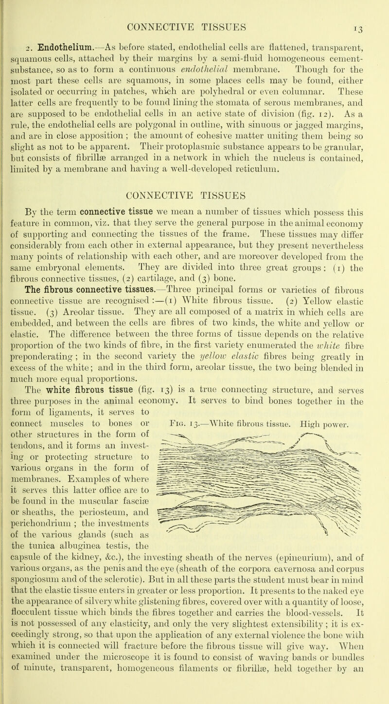 2. Endothelium.—As before stated, endothelial cells are flattened, transparent, squamous cells, attached by their margins by a semi-fluid homogeneous cement- substance, so as to form a continuous endothelial membrane. Though for the most part these cells are squamous, in some places cells may be found, either isolated or occurring in patches, which are polyhedral or even columnar. These latter cells are frequently to be found lining the stomata of serous membranes, and are supposed to be endothelial cells in an active state of division (fig. 12). As a rule, the endothelial cells are polygonal in outline, with sinuous or jagged margins, and are in close apposition ; the amount of cohesive matter uniting them being so slight as not to be apparent. Their protoplasmic substance appears to be granular, but consists of fibrillae arranged in a network in which the nucleus is contained, limited by a membrane and having a well-developed reticulum. CONNECTIVE TISSUES By the term connective tissue we mean a number of tissues which possess this feature in common, viz. that they serve the general purpose in the animal economy of supporting and connecting the tissues of the frame. These tissues may differ considerably from each other in external appearance, but they present nevertheless many points of relationship with each other, and are moreover developed from the same embryonal elements. They are divided into three great groups: (i) the fibrous connective tissues, (2) cartilage, and (3) bone. The fibrous connective tissues.—Three principal forms or varieties of fibrous connective tissue are recognised :—(i) White fibrous tissue. (2) Yellow elastic tissue. (3) Areolar tissue. They are all composed of a matrix in which cells are embedded, and between the cells are fibres of two kinds, the white and yellow or elastic. The difterence between the three forms of tissue depends on the relative proportion of the two kinds of fibre, in the first variety enumerated the luhite fibre preponderating ; in the second variety the yelloio elastic fibres being greatly in excess of the white; and in the third form, areolar tissue, the two being blended in much more equal proportions. The white fibrous tissue (fig. 13) is a true connecting structure, and serves three purposes in the animal economy. It serves to bind bones together in the form of ligaments, it serves to connect muscles to bones or other structures in the form of tendons, and it forms an invest- ing or protecting structure to various organs in the form of membranes. Examples of where it serves this latter office are to be found in the muscular fasciae or sheaths, the periosteum, and perichondrium ; the investments of the various glands (such as the tunica albuginea testis, the capsule of the kidney, &c.), the investing sheath of the nerves (epineurium), and of various organs, as the penis and the eye (sheath of the corpora cavernosa and corpus spongiosum and of the sclerotic). But in all these parts the student must bear in mind that the elastic tissue enters in greater or less proportion. It |)resents to the naked eye the appearance of silvery white glistening fibres, covered over with a quantity of loose, flocculent tissue which binds the fibres together and carries the blood-vessels. It is not possessed of any elasticity, and only the very slightest extensibility; it is ex- ceedingly strong, so that upon the application of any external violence the bone with which it is connected will fracture before the fibrous tissue will give way. When examined under the microscope it is found to consist of waving bands or bundles of minute, transparent, homogeneous filaments or fibrillae, held together by an