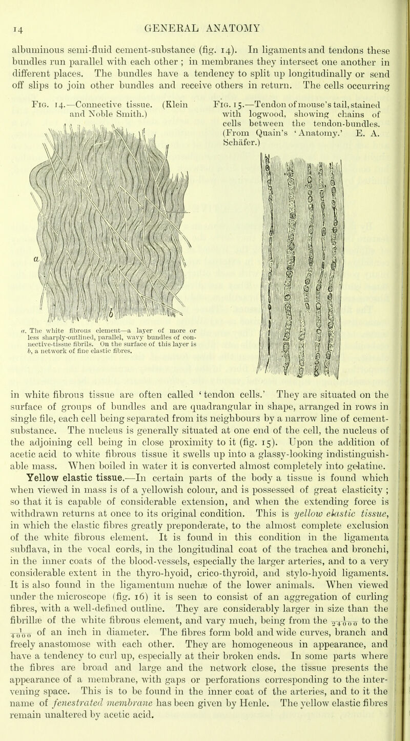 albuminous semi-fluid cement-substance (fig. 14). In ligaments and tendons these bundles run parallel with each other ; in membranes they intersect one another in different places. The bundles have a tendency to split up longitudinally or send off slips to join other bundles and receive others in return. The cells occurring Fig. 14.—Connective tissue. (Klein and Noble Smith.) a. Tlie white fibrous element—a layer of more or less sliarply-outlined, parallel, wavy bundles of con- nective-tissue fibrils. On the surface of this layer is &, a network of fine elastic fibres. Fig. 15.—Tendon of mouse's tail, stained with logwood, showing chains of cells between the tendon-bundles. (From Quain's ' Anatomy.' E. A. Schafer.) in white fibrous tissue are often called ' tendon cells.' They are situated on the surface of groups of bundles and are quadrangular in shape, arranged in rows in single file, each cell being separated from its neighbours by a narrow line of cement- substance. The nucleus is generally situated at one end of the cell, the nucleus of the adjoining cell being in close proximity to it (fig. 15). Upon the addition of acetic acid to white fibrous tissue it swells up into a glassy-looking indistinguish- able mass. When boiled in water it is converted almost completely into gelatine. Yellow elastic tissue.—In certain parts of the body a tissue is found which when viewed in mass is of a yellowish colour, and is possessed of great elasticity ; so that it is capable of considerable extension, and when the extending force is withdrawn returns at once to its original condition. This is yellow elastic tissue, in which the elastic fibres greatly preponderate, to the almost complete exclusion of the white fibrous element. It is found in this condition in the ligamenta subflava, in the vocal cords, in the longitudinal coat of the trachea and bronchi, in the inner coats of the blood-vessels, especially the larger arteries, and to a very considerable extent in the thyro-hyoid, crico-thyroid, and stylo-hyoid ligaments. It is also found in the ligamentum nuchae of the lower animals. When viewed under the microscope (fig. 16) it is seen to consist of an aggregation of curling fibres, with a well-defined outline. They are considerably larger in size than the fibrillffi of the white fibrous element, and vary much, being from the 2^-4-07) 0 to the toVtt of an inch in diameter. The fibres form bold and wide curves, branch and freely anastomose with each other. They are homogeneous in appearance, and have a tendency to curl up, especially at their broken ends. In some parts where the fibres are broad and large and the network close, the tissue presents the appearance of a membrane, with gaps or perforations corresponding to the inter- vening space. This is to be found in the inner coat of the arteries, and to it the name of fenestrated membrane has been given by Henle. The yellow elastic fibres remain unaltered by acetic acid.