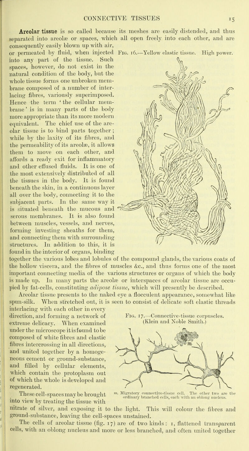 Areolar tissue is so called because its meshes are easily distended, and thus separated into areolae or spaces, which all open freely into each other, and are consequently easily blown up with air, or permeated by fluid, when injected Fig. 16.—Yellow elastic tissue. High power, into any part of the tissue. Such spaces, however, do not exist in the natural condition of the body, but the whole tissue forms one unbroken mem- brane composed of a number of inter- lacing fibres, variously superimposed. Hence the term ' the cellular mem- brane ' is in many parts of the body more appropriate than its more modern equivalent. The chief use of the are- olar tissue is to bind parts together ; while by the laxity of its fibres, and the permeability of its areolae, it allows them to move on each other, and affords a ready exit for inflammatory and other effused fluids. It is one of the most extensively distributed of all the tissues in the body. It is found beneath the skin, in a continuous layer all over the body, connecting it to the subjacent parts. In the same way it is situated beneath the mucous and serous membranes. It is also found between muscles, vessels, and nerves, forming investing sheaths for them, and connecting them with surrounding structures. In addition to this, it is found in the interior of organs, binding together the various lobes and lobules of the compound glands, the various coats of the hollow viscera, and the fibres of muscles &c., and thus forms one of the most important connecting media of the various structures or organs of which the body is made up. In many parts the areolas or interspaces of areolar tissue are occu- pied by fat-cells, constituting adiijose tissue, which will presently be described. Areolar tissue presents to the naked eye a flocculent appearance, somewhat like spun-silk. When stretched out, it is seen to consist of delicate soft elastic threads interlacing with each other in every direction, and forming a network of extreme delicacy. When examined under the microscope it is found to be composed of white fibres and elastic fibres intercrossing in all directions, and united together by a homoge- neous cement or ground-substance, and filled by cellular elements, which contain the protoplasm out of which the whole is developed and regenerated. Fig. 17.—Connective-tissue corpuscles. (Klein and Noble Smith.) m. Migratory connective-tissue cell. The other two are the ordinary branched cells, each with an oblong nucleus. These cell-spaces may be brought into view by treating the tissue with nitrate of silver, and exposing it to the hght. This will colour the fibres and ground-substance, leaving the cell-spaces unstained. The cells of areolar tissue (fig. 17) are of two kinds: i, flattened transparent cells, with an oblong nucleus and more or less branched, and often united together