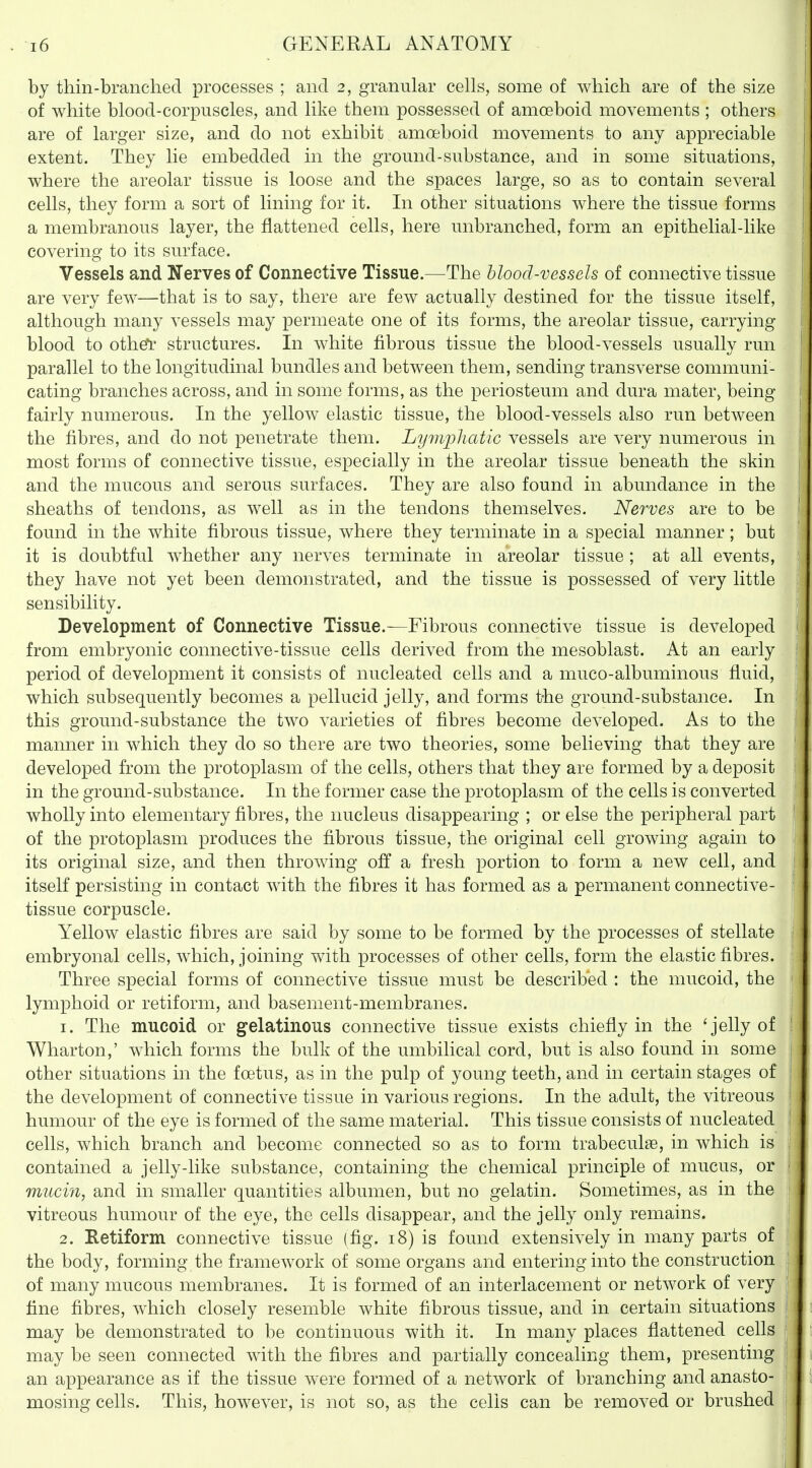 by thin-brancliecl processes ; and 2, granular cells, some of which are of the size of white blood-corpuscles, and like them possessed of amoeboid movements ; others are of larger size, and do not exhibit amoeboid movements to any appreciable extent. They lie embedded in the ground-substance, and in some situations, where the areolar tissue is loose and the spaces large, so as to contain several cells, they form a sort of lining for it. In other situations where the tissue forms a membranous layer, the flattened cells, here unbranched, form an epithelial-like covering to its surface. Vessels and Nerves of Connective Tissue.—The blood-vessels of connective tissue are very few—that is to say, there are few actually destined for the tissue itself, although many vessels may permeate one of its forms, the areolar tissue, carrying blood to othe*r structures. In white fibrous tissue the blood-vessels usually run parallel to the longitudinal bundles and between them, sending transverse communi- cating branches across, and in some forms, as the periosteum and dura mater> being fairly numerous. In the yellow elastic tissue, the blood-vessels also run between the fibres, and do not penetrate them. Lymphatic vessels are very numerous in most forms of connective tissue, especially in the areolar tissue beneath the skin and the mucous and serous surfaces. They are also found in abundance in the sheaths of tendons, as well as in the tendons themselves. Nerves are to be found in the white fibrous tissue, where they terminate in a special manner; but it is doubtful whether any nerves terminate in areolar tissue ; at all events, they have not yet been demonstrated, and the tissue is possessed of very little sensibility. Development of Connective Tissue.—Fibrous connective tissue is developed from embryonic connective-tissue cells derived from the mesoblast. At an early period of development it consists of nucleated cells and a muco-albuminous fluid, which subsequently becomes a pellucid jelly, and forms the ground-substance. In this ground-substance the two varieties of fibres become developed. As to the manner in which they do so there are two theories, some believing that they are developed from the protoplasm of the cells, others that they are formed by a deposit in the ground-substance. In the former case the protoplasm of the cells is converted wholly into elementary fibres, the nucleus disappearing ; or else the peripheral part of the protoplasm produces the fibrous tissue, the original cell growing again to its original size, and then throwing off a fresh portion to form a new cell, and itself persisting in contact with the fibres it has formed as a permanent connective- tissue corpuscle. Yellow elastic fibres are said by some to be formed by the processes of stellate embryonal cells, which, joining with processes of other cells, form the elastic fibres. Three special forms of connective tissue must be described : the mucoid, the lymphoid or retiform, and basement-membranes. 1. The mucoid or gelatinous connective tissue exists chiefly in the 'jelly of Wharton,' which forms the bulk of the umbilical cord, but is also found in some | other situations in the foetus, as in the pulp of young teeth, and in certain stages of the development of connective tissue in various regions. In the adult, the vitreous humour of the eye is formed of the same material. This tissue consists of nucleated cells, which branch and become connected so as to form trabeculae, in which is contained a jelly-like substance, containing the chemical principle of mucus, or mucin, and in smaller quantities albumen, but no gelatin. Sometimes, as in the vitreous humour of the eye, the cells disappear, and the jelly only remains. 2. Retiform connective tissue (fig. 18) is found extensively in many parts of the body, forming the framework of some organs and entering into the construction of many mucous membranes. It is formed of an interlacement or network of very fine fibres, Avhich closely resemble white fibrous tissue, and in certain situations may be demonstrated to be continuous with it. In many places flattened cells may be seen connected with the fibres and partially concealing them, presenting an appearance as if the tissue were formed of a network of branching and anasto- mosing cells. This, however, is not so, as the cells can be removed or brushed