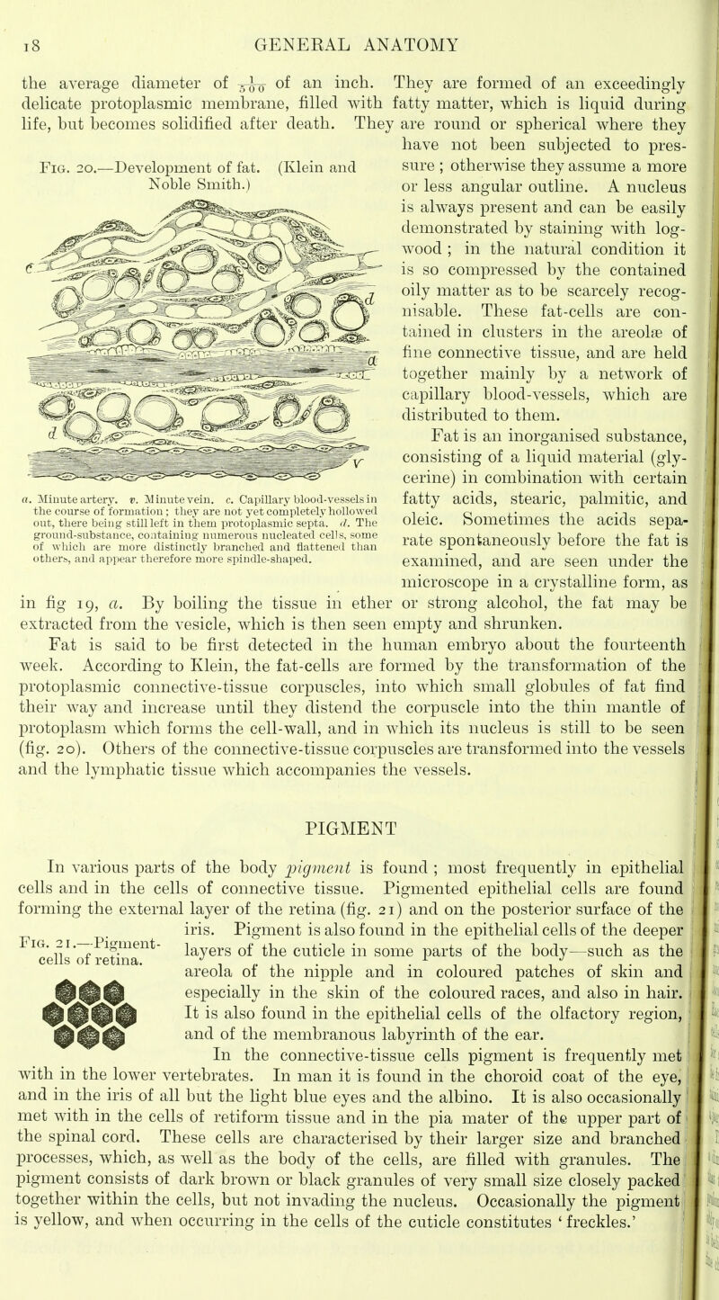 the average diameter of of an inch. They are formed of an exceedingly delicate protoplasmic membrane, filled with fatty matter, which is liquid during life, but becomes solidified after death. They are round or spherical where they have not been subjected to pres- FiG. 20.—Development of fat. (Klein and sure ; otherwise they assume a more Noble Smith.) or less angular outline. A nucleus is always present and can be easily demonstrated by staining with log- wood ; in the natural condition it is so compressed by the contained oily matter as to be scarcely recog- nisable. These fat-cells are con- tained in clusters in the areolae of fine connective tissue, and are held together mainly by a network of capillary blood-vessels, Avhich are distributed to them. Fat is an inorganised substance, consisting of a liquid material (gly- cerine) in combination with certain fatty acids, stearic, palmitic, and oleic. Sometimes the acids sepa- rate spontaneously before the fat is examined, and are seen under the microscope in a crystalline form, as in fig 19, a. By boiling the tissue in ether or strong alcohol, the fat may be extracted from the vesicle, which is then seen empty and shrunken. Fat is said to be first detected in the human embryo about the fourteenth week. According to Klein, the fat-cells are formed by the transformation of the protoplasmic connective-tissue corpuscles, into which small globules of fat find their way and increase until they distend the corpuscle into the thin mantle of protoplasm which forms the cell-wall, and in which its nucleus is still to be seen (fig. 20). Others of the connective-tissue corpuscles are transformed into the vessels and the lymphatic tissue which accompanies the vessels. . Minute artery, v. Aliuutevem. c. Capillary bluod-vessels in the course ot tormation ; they are not yet completely hollowed out, there being stiii lelt in them protoplasmic septa, d. The ground-substance, containing numerous nucleated cells, some of which are more distinctly branched and flattened than others, and appear therefore more spindle-shaped. PIGMENT In various parts of the body ijigvient is found ; most frequently in epithelial cells and in the cells of connective tissue. Pigmented epithelial cells are found forming the external layer of the retina (fig. 21) and on the posterior surface of the iris. Pigment is also found in the epithelial cells of the deeper layers of the cuticle in some parts of the body—such as the areola of the nipple and in coloured patches of skin and especially in the skin of the coloured races, and also in hair. ^^^^ It is also found in the epithelial cells of the olfactory region, 1^^^ and of the membranous labyrinth of the ear. In the connective-tissue cells pigment is frequently met with in the lower vertebrates. In man it is found in the choroid coat of the eye, and in the iris of all but the light blue eyes and the albino. It is also occasionally met with in the cells of retiform tissue and in the pia mater of the upper part of the spinal cord. These cells are characterised by their larger size and branched processes, which, as well as the body of the cells, are filled with granules. The j pigment consists of dark brown or black granules of very small size closely packed] together within the cells, but not invading the nucleus. Occasionally the pigment-, is yellow, and when occurring in the cells of the cuticle constitutes ' freckles.'