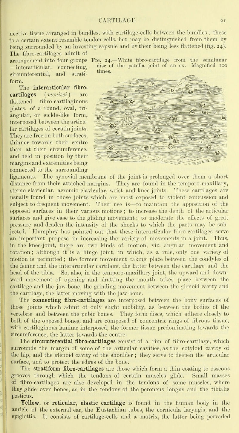 nective tissue arranged in bundles, with cartilage-cells between the bundles; these to a certain extent resemble tendon-cells, but may be distinguished from them by being surrounded by an investing capsule and by their being less flattened (fig. 24). The fibro-cartilages admit of arrangement into four groups Fig. 24.—White fibro-cartilage from the semilunar —interarticular, connecting, circumferential, and strati- form. The interarticular fibro- cartilages {menisci) are flattened fibro-cartilaginous plates, of a round, oval, tri- angular, or sickle-like form, interposed between the articu- 1 lar cartilages of certain joints. They are free on both surfaces, [ thinner towards their centre ' than at their circumference, and held in position by their margins and extremities being connected to the surrounding- ligaments. The synovial membrane of the joint is prolonged over them a short distance from their attached margins. They are found in the temporo-maxillary, sterno-clavicular, acromio-clavicular, wrist and knee joints. These cartilages are usually found in those joints which are most exposed to violent concussion and subject to frequent movement. Their use is—to maintain the apposition of the opposed surfaces in their various motions; to increase the depth of the articular surfaces and give ease to the gliding movement; to moderate the effects of great pressure and deaden the intensity of the shocks to which the parts may be sub- jected. Humphry has pointed out that these interarticular fibro-cartilages serve an important purpose in increasing the variety of movements in a joint. Thus, in the knee-joint, there are two kinds of motion, viz. angular movement and rotation ; although it is a hinge joint, in which, as a rule, only one variety of motion is permitted ; the former movement taking place between the condyles of the femur and the interarticular cartilage, the latter between the cartilage and the head of the tibia. So, also, in the temporo-maxillary joint, the upward and down- ward movement of opening and shutting the mouth takes place between the I cartilage and the jaw-bone, the grinding movement between the glenoid cavity and j the cartilage, the latter moving with the jaw-bone. The connecting fibro-cartilages are interposed between the bony surfaces of those joints which admit of only slight mobility, as between the bodies of the vertebrae and between the pubic bones. They form discs, which adhere closely to both of the opposed bones, and are composed of concentric rings of fibrous tissue, with cartilaginous laminae interposed, the former tissue predominating towards the circumference, the latter towards the centre. The circumferential fibro-cartilages consist of a rim of fibro-cartilage, which surrounds the margin of some of the articular cavities, as the cotyloid cavity of the hip, and the glenoid cavity of the shoulder ; they serve to deepen the articular surface, and to protect the edges of the bone, j The stratiform fibro-cartilages are those which form a thin coating to osseous I grooves through which the tendons of certain muscles glide. Small masses of fibro-cartilages are also developed in the tendons of some muscles, where they glide over bones, as in the tendons of the peroneus longus and the tibialis posticus. Yellow, or reticular, elastic cartilage is found in the human body in the auricle of the external ear, the Eustachian tubes, the cornicula laryngis, and the I epiglottis. It consists of cartilage-cells and a matrix, the latter being pervaded disc of the patella joint of an ox. Magnified 100 times.