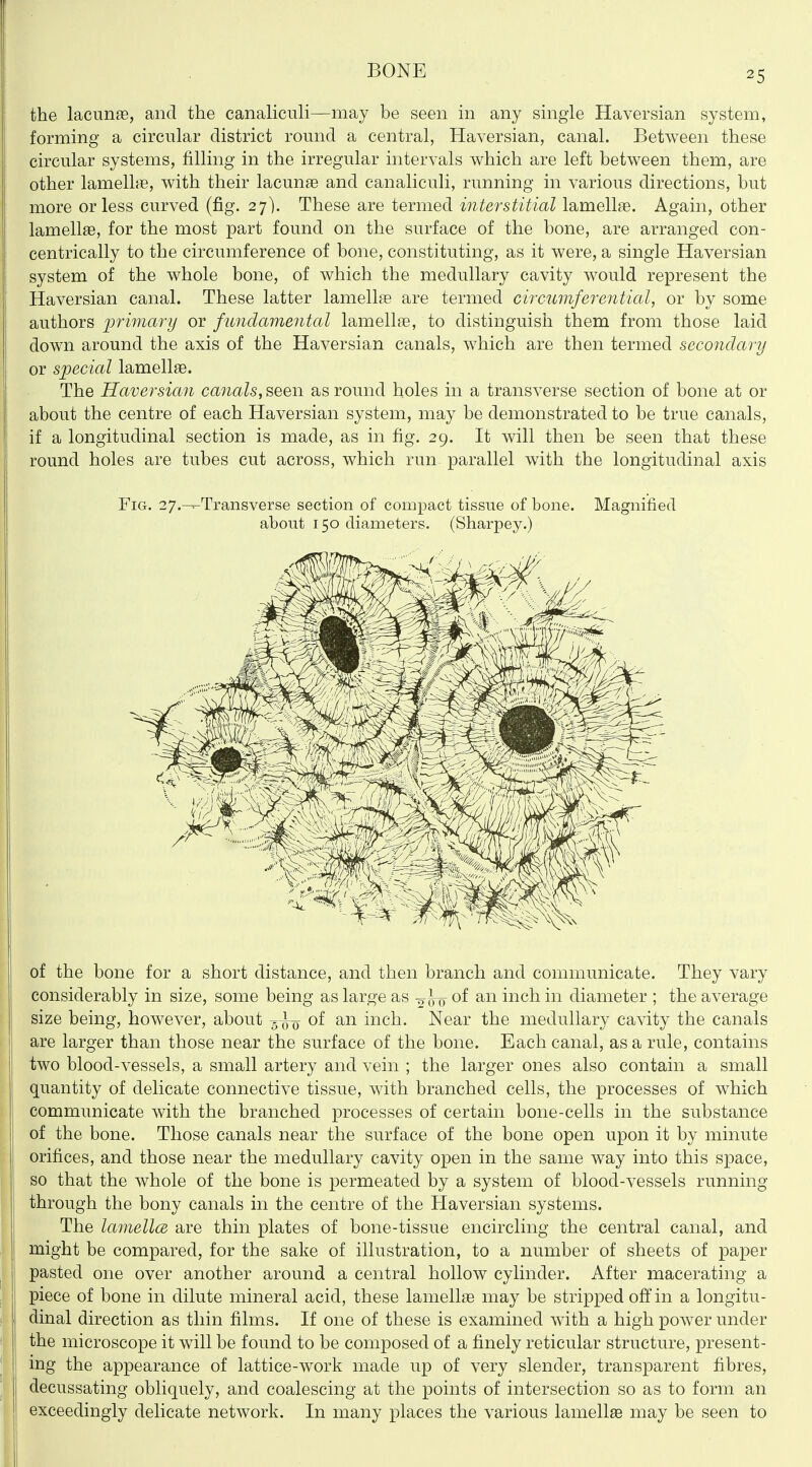 the lacunae, and the canaliculi—may be seen in any smgle Haversian system, forming a circular district round a central, Haversian, canal. Between these circular systems, filling in the irregular intervals which are left between them, are other lamellae, with their lacunae and canaliculi, running in various directions, but more or less curved (fig. 27). These are termed interstitial lamellae. Again, other lamellae, for the most part found on the surface of the bone, are arranged con- centrically to the circumference of bone, constituting, as it were, a single Haversian system of the whole bone, of which the medullary cavity would represent the Haversian canal. These latter lamellae are termed circdimferential, or by some authors primary or fundamental lamellae, to distinguish them from those laid down around the axis of the Haversian canals, which are then termed secondary or special lamellse. The Haversian canals, seen as round holes in a transverse section of bone at or about the centre of each Haversian system, may be demonstrated to be true canals, if a longitudinal section is made, as in fig. 29. It will then be seen that these round holes are tubes cut across, which run parallel with the longitudinal axis Fig. 27.---Transverse section of compact tissue of bone. Magnified about 150 diameters. (Sharpey.) of the bone for a short distance, and then branch and communicate. They vary considerably in size, some being as large as -^^-^ of an inch in diameter ; the average size being, however, about of an inch. Near the medullary cavity the canals are larger than those near the surface of the bone. Each canal, as a rule, contains two blood-vessels, a small artery and vein ; the larger ones also contain a small quantity of delicate connective tissue, with branched cells, the processes of which communicate with the branched processes of certain bone-cells in the substance of the bone. Those canals near the surface of the bone open upon it by minute orifices, and those near the medullary cavity open in the same way into this space, so that the whole of the bone is permeated by a system of blood-vessels running- through the bony canals in the centre of the Haversian systems. The lamellce are thin plates of bone-tissue encircling the central canal, and might be compared, for the sake of illustration, to a number of sheets of paper pasted one over another around a central hollow cylinder. After macerating a piece of bone in dilute mineral acid, these lamellae may be stripped off in a longitu- dinal direction as thin films. If one of these is examined with a high power under the microscope it will be found to be composed of a finely reticular structure, present- ing the appearance of lattice-work made up of very slender, transparent fibres, decussating obliquely, and coalescing at the points of intersection so as to form an exceedingly delicate network. In many places the various lamellae may be seen to