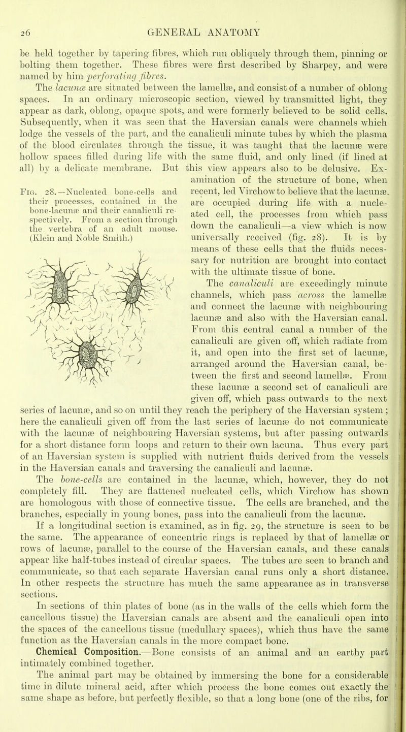 Fig. 28.—Nucleated bone-cells and their processes, contained in the bone-lacunae and their canaliculi re- spectively. From a section through the vertebra of an adult mouse. (Klein and Noble Smith.) be held together by tapering fibres, which run obliquely through them, pinning or bolting them together. These fibres were first described by Sharpey, and were named by him perforating fibres. The lacun(B are situated between the lamella, and consist of a number of oblong spaces. In an ordinary microscopic section, viewed by transmitted light, they appear a,s dark, oblong, opaque spots, and were formerly believed to be solid cells. Subsequently, when it was seen that the Haversian canals were channels w^hich lodge the vessels of the part, and the canaliculi minute tubes by which the plasma of the blood circulates through the tissue, it was taught that the lacunae were hollow spaces filled during life with the same fluid, and only lined (if lined at all) by a delicate membrane. But this view appears also to be delusive. Ex- amination of the structure of bone, w^hen recent, led Virchowto believe that the lacunae, are occupied during life with a nucle- ated cell, the processes from which pass down the canaliculi—a view which is now universally received (fig. 28). It is by means of these cells that the fluids neces- sary for nutrition are brought into contact with the ultimate tissue of bone. The canaliculi are exceedingly minute channels, Avhich pass across the lamellae and connect the lacunae with neighbouring- lacunae and also with the Haversian canal. From this central canal a number of the canaliculi are given off, which radiate from it, and open into the first set of lacunae, arranged around the Haversian canal, be- tween the first and second lamellae. From these lacunae a second set of canaliculi are given off, wdiich pass outwards to the next series of lacunae, and so on until they reach the periphery of the Haversian system ; here the canaliculi given off from the last series of lacuna? do not communicate with the lacunae of neighbouring Haversian systems, but after passing outwards for a short distance form loops and return to their own lacuna. Thus every part of an Haversian system is supplied with nutrient fluids derived from the vessels in the Haversian canals and traversing the canaliculi and lacunae. The hone-cells are contained in the lacunae, which, however, they do not completely fill. They are flattened nucleated cells, which Virchow has shown are homologous with those of connective tissue. The cells are branched, and the branches, especially in young bones, pass into the canaliculi from the lacuna?. If a longitudinal section is examined, as in fig. 29, the structure is seen to be the same. The appearance of concentric rings is replaced by that of lamellae or rows of lacunae, parallel to the course of the Haversian canals, and these canals appear like half-tubes instead of circular spaces. The tubes are seen to branch and communicate, so that each separate Haversian canal runs only a short distance. In other respects the structure has much the same appearance as in transverse sections. In sections of thin plates of bone (as in the walls of the cells which form the cancellous tissue) the Haversian canals are absent and the canaliculi open into the spaces of the cancellous tissue (medullary spaces), which thus have the same function as the Haversian canals in the more compact bone. Chemical Composition.— Bone consists of an animal and an earthy part intimately combined together. The animal part may be obtained by immersing the bone for a considerable time in dilute mineral acid, after which process the bone comes out exactly the same shape as before, but perfectly flexible, so that a long bone (one of the ribs, for