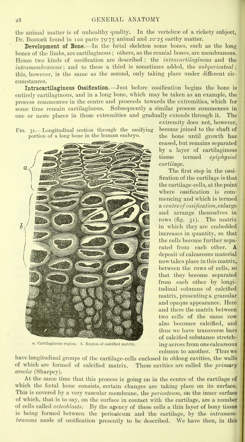 the animal matter is of unhealthy quality. In the vertebrae of a rickety subject, Dr. Bostock found in loo parts 7975 animal and 20*25 earthy matter. Development of Bone.—In the foetal skeleton some bones, such as the long bones of the limbs, are cartilaginous ; others, as the cranial bones, are membranous. Hence two kinds of ossification are described : the intracartilaginous and the intramemhranous ; and to these a third is sometimes added, the subperiosteal; this, however, is the same as the second, only taking place under different cir- cumstances. Intracartilaginous Ossification.—Just before ossification begins the bone is entirely cartilaginous, and in a long bone, which may be taken as an example, the process commences in the centre and proceeds towards the extremities, which for some time remain cartilaginous. Subsequently a similar process commences in one or more places in those extremities and gradually extends through it. The extremity does not, however, Fig. 31 .—Longitudinal section through the ossifying become joined to the shaft of portion of a long bone in the human embryo. the bone until growth has ceased, but remains separated by a layer of cartilaginous tissue termed epiphysial cartilage. The first step in the ossi- fication of the cartilage is that the cartilage-cells, at the point where ossification is com- mencing and which is termed a centre of ossification, enlarge and arrange themselves in rows (fig. 31). The matrix in which they are embedded increases in quantity, so that the cells become further sepa- rated from each other. A deposit of calcareous material now takes place in this matrix, between the rows of cells, so that they become separated from each other by longi- tudinal columns of calcified matrix, presenting a granular and opaque appearance. Here and there the matrix between two cells of the same row also becomes calcified, and thus we have transverse bars of calcified substance stretch- ing across from one calcareous column to another. Thus we have longitudinal groups of the cartilage-cells enclosed in oblong cavities, the walls of which are formed of calcified matrix. These cavities are called the prijuary areolae (Sharpey). At the same time that this process is going on in the centre of the cartilage of which the foetal bone consists, certain changes are taking place on its surface. This is covered by a very vascular membrane, the periosteitm, on the inner surface of which, that is to say, on the surface in contact with the cartilage, are a number of cells called osteoblasts. By the agency of these cells a thin layer of bony tissue is being formed betw^een the periosteum and the cartilage, by the intramem- branous mode of ossification presently to be described. We have then, in this Kegion of calcified matrix.