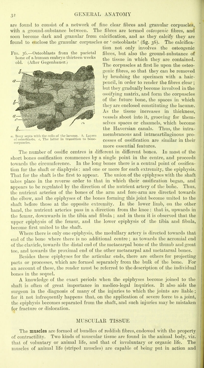 are found to consist of a network of fine clear fibres and granular corpuscles, with a ground-substance between. The fibres are termed osteogenic fibres, and soon become dark and granular from calcification, and as they calcify they are found to enclose the granular corpuscles or ' osteoblasts' (fig. 36). The calcifica- tion not only involves the osteogenic fibres, but also the ground-substance of the tissue in which they are contained. The corpuscles at first lie upon the osteo- genic fibres, so that they can be removed by brushing the specimen with a hair- pencil, in order to render the fibres clear; but they gradually become involved in the ossifying matrix, and form the corpuscles of the future bone, the spaces in which they are enclosed constituting the lacunaB. As the tissue increases in thickness, vessels shoot into it, grooving for them- selves spaces or channels, which become the Haversian canals. Thus, the intra- membranous and intracartilaginous pro- cesses of ossification are similar in their more essential features. The number of ossific centres is different in different bones. In most of the short bones ossification commences by a single point in the centre, and proceeds towards the circumference. In the long bones there is a central point of ossifica- tion for the shaft or diaphysis : and one or more for each extremity, the epiphysis. That for the shaft is the first to appear. The union of the epiphyses with the shaft takes place in the reverse order to that in which their ossification began, and appears to be regulated by the direction of the nutrient artery of the bone. Thus, the nutrient arteries of the bones of the arm and fore-arm are directed towards the elbow, and the epiphyses of the bones forming this joint become united to the shaft before those at the opposite extremity. In the lower limb, on the other hand, the nutrient arteries pass in a direction from the knee : that is, upwards in the femur, downwards in the tibia and fibula ; and in them it is observed that the upper epiphysis of the femur, and the lower epiphysis of the tibia and fibula, become first united to the shaft. Where there is only one epiphysis, the medullary artery is directed towards that end of the bone where there is no additional centre ; as towards the acromial end of the clavicle, towards the distal end of the metacarpal bone of the thumb and great toe, and towards the proximal end of the other metacarpal and metatarsal bones. Besides these epiphyses for the articular ends, there are others for projecting parts or processes, which are formed separately from the bulk of the bone. For an account of these, the reader must be referred to the description of the individual bones in the sequel. A knowledge of the exact periods when the epiphyses become joined to the shaft is often of great importance in medico-legal inquiries. It also aids the surgeon in the diagnosis of many of the injuries to which the joints are liable ; for it not infrequently happens that, on the application of severe force to a joint, the epiphysis becomes separated from the shaft, and such injuries may be mistaken for fracture or dislocation. MUSCULAR. TISSUE The muscles are formed of bundles of reddish fibres, endow^ed with the property of contractility. Two kinds of muscular tissue are found in the animal body, viz. that of voluntary or animal life, and that of involuntary or organic life. The muscles of animal life (striped muscles) are capable of being put in action and Fig. 36.—Osteoblasts from the parietal bone of a human embryo thirteen Vv'eeks old. (After Gegenbauer.) ((. Bony septa with tlu' cells of the lacunae, h. Layers of osteoblasts, c. The latter iu transition to bone- corpuscles.