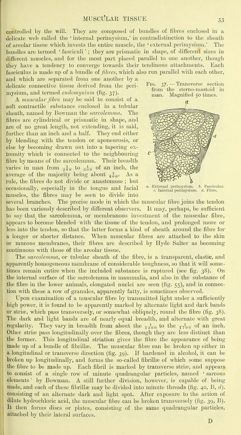controlled by the will. They are composed of bundles of fibres enclosed in a delicate web called the ' internal perimysium,' in contradistinction to the sheath of areolar tissue which invests the entire muscle, the ' external perimysium.' The bundles are termed ' fasciculi'; they are prismatic in shape, of different sizes in different muscles, and for the most part placed parallel to one another, though they have a tendency to converge towards their tendinous attachments. Each fasciculus is made up of a bundle oi fihres, which also run parallel with each other, and which are separated from one another by a delicate connective tissue derived from the peri- 37-— Transverse section T , T 7 • /p N from the sterno-mastoid m mysmm, and termed endomysium (fig. 37). Magnified 50 times. A muscular fibre may be said to consist of a ^ soft contractile substance enclosed in a tubular sheath, named by Bowman the sarcolemma. The fibres are cylindrical or prismatic in shape, and are of no great length, not extending, it is said, further than an inch and a half. They end either by blending with the tendon or aponeurosis, or else by becoming drawn out into a tapering ex- tremity which is connected to the neighbouring fibre by means of the sarcolemma. Their breadth varies in man from i^^^ to -q^q of an inch, the average of the majority being about ^-J-q. As a \f7^S^O^'  \ rule, the fibres do not divide or anastomose ; but Vi/rrTr- ^ occasionally, especially in the tongue and facial «■ TS^^^S^.'-^fSt^- muscles, the fibres may be seen to divide into several branches. The precise mode in which the muscular fibre joins the tendon has been variously described by different observers. It may, perhaps, be sufficient to say that the sarcolemma, or membranous investment of the muscular. fibre, appears to become blended with the tissue of the tendon, and prolonged more or less into the tendon, so that the latter forms a kind of sheath around the fibre for a longer or shorter distance. When muscular fibres are attached to the skin or mucous membranes, their fibres are described by Hyde Salter as becoming continuous with those of the areolar tissue. The sarcolemma, or tubular sheath of the fibre, is a transparent, elastic, and apparently homogeneous membrane of considerable toughness, so that it will some- times remain entire when the included substance is ruptured (see fig. 38). On the internal surface of the sarcolemma in mammalia, and also in the substance of the fibre in the lower animals, elongated nuclei are seen (fig. 55), and in connec- tion with these a row of granules, apparently fatty, is sometimes observed. Upon examination of a muscular fibre by transmitted light under a sufficiently high power, it is found to be apparently marked by alternate light and dark bands or striffi, which pass transversely, or somewhat obliquely, round the fibre (fig. 38). The dark and light bands are of nearly equal breadth, and alternate with great regularity. They vary in breadth from about the ysVo the ttV0^ inch. Other striae pass longitudinally over the fibres, though they are less distinct than the former. This longitudinal striation gives the fibre the appearance of being- made up of a bundle of fibrillse. The muscular fibre can be broken up either in a longitudinal or transverse direction (fig. 39). If hardened in alcohol, it can be broken up longitudinally, and forms the so-called fibrillge of which some suppose the fibre to be made up. Each fibril is marked by transverse striae, and appears to consist of a single row of minute quadrangular particles, named ' sarcous elements' by Bowman. A still further division, however, is capable of being made, and each of these fibrillaB may be divided into minute threads (fig. 40, B, d). consisting of an alternate dark and light spot. After exposure to the action of dilute hydrochloric acid, the muscular fibre can be broken transversely (fig. 39, B). It then forms discs or plates, consisting of the same quadrangular particles, attached by their lateral surfaces. D