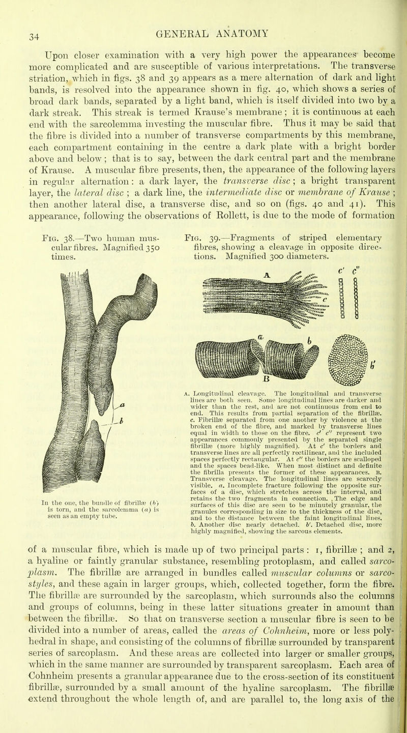 Upon closer examination with a very high power the appearances become more comphcated and are susceptible of various interpretations. The transverse striation, which in figs. 38 and 39 appears as a mere alternation of dark and light bands, is resolved into the appearance shown in fig. 40, which shows a series of broad dark bands, separated by a light band, which is itself divided into two by a dark streak. This streak is termed Krause's membrane ; it is continuoivs at each end with the sarcolemma investing the muscular fibre. Thus it may be said that the fibre is divided into a number of transverse compartments by this membrane, each compartment containing in the centre a dark plate with a bright border above and below; that is to say, between the dark central part and the membrane of Krause. A muscular fibre presents, then, the appearance of the following layers in regular alternation: a dark layer, the transverse disc ; a bright transparent layer, the lateral disc ; a dark line, the intermediate disc or membrane of Krause ; then another lateral disc, a transverse disc, and so on (figs. 40 and 41). This appearance, following the observations of Rollett, is due to the mode of formation Fig. 38.—Two human mus- cular fibres. Magnified 350 times. Fig. 39.—Fragments of striped elementary fibres, showing a cleavage in opposite direc- tions. Magnified 300 diameters. lu the one, the bimdle of fibrillfe (b) is torn, and the sarcolemma (a) is seen as an empty tube. . Longitudinal cleavage. The longituilinal and transverse lines are both seen. Some longitudinal lines are darker and wider than the rest, and are not continuous from end to end. This results from partial separation of the fibrillEe. c. FibiillEe separated from one another by violence at the broken end of the fibre, and marked by transverse lines equal in width to those on the fibre, c' c represent two appearances commonly presented by the separated single fibrillfe (more highly magnified). At c' the borders and transverse lines are ail perfectly rectilinear, and the included spaces perfectly rectangular. At c the borders are scalloped and the spaces bead-like. When most distinct and definite the fibrilla presents the former of these appearances. B. Transverse cleavage. The longitudinal lines are scarcely visible, a. Incomplete fracture following the opposite sur- faces of a disc, which stretches across the interval, and retains the two fragments in connection. , The edge and surfaces of this disc are seen to be minutely granular, the granules corresponding in size to the thickness of the disc, and to the distance between the faint longitudinal lines. 6. Another disc nearly detached, b'. Detached disc, more highly magnified, showing the sarcous elements. of a muscular fibre, which is made up of two principal parts : i, fibrillse ; and 2, a hyaline or faintly granular substance, resembling protoplasm, and called sarco- plasm. The fibrillse are arranged in bundles called muscular columns or sarco- styles, and these again in larger groups, which, collected together, form the fibre. The fibrilL^ are surrounded by the sarcoplasm, which surrounds also the columns and groups of columns, being in these latter situations greater in amount than between the fibrillae. 80 that on transverse section a muscular fibre is seen to be divided into a number of areas, called the areas of Cohnhei7n, more or less poly- hedral in shape, and consisting of the columns of fibrillae surrounded by transparent series of sarcoplasm. And these areas are collected into larger or smaller groups, which in the same manner are surrounded by transparent sarcoplasm. Each area of Cohnheim presents a granular appearance due to the cross-section of its constituent fibrillse, surrounded by a small amount of the hyaline sarcoplasm. The fibrillse extend throughout the whole length of, and are parallel to, the long axis of the