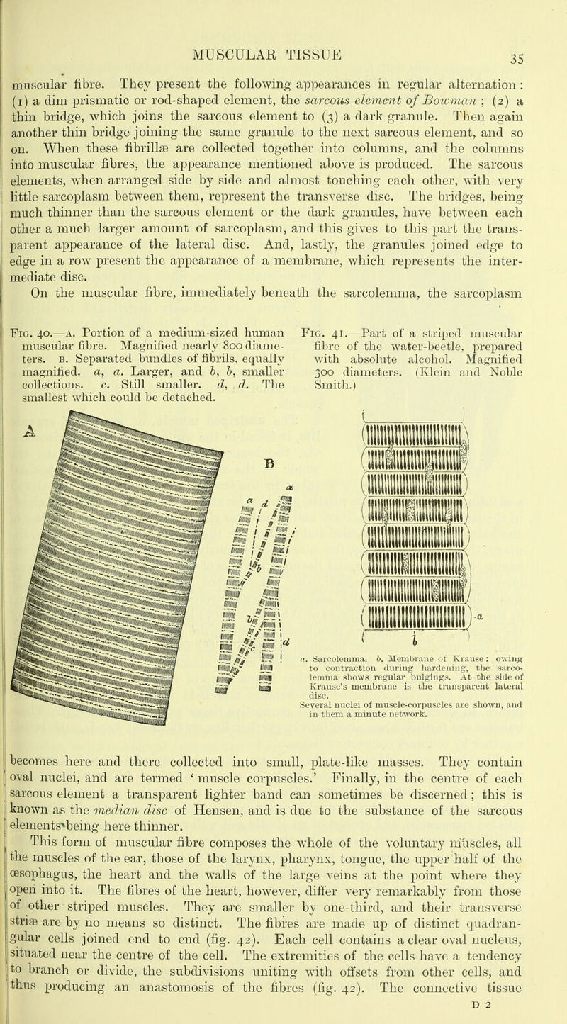 muscular fibre. They present the following appearances in regular alternation: (i) a dim prismatic or rod-shaped element, the sarcous element of Boioman ; (2) a thin bridge, which joins the sarcous element to (3) a dark granule. Then again another thin bridge joining the same granule to the next sarcous element, and so on. When these fibrillae are collected together into columns, and the columns into muscular fibres, the appearance mentioned above is produced. The sarcous elements, when arranged side by side and almost touching each other, with very little sarcoplasm between them, represent the transverse disc. The bridges, being much thinner than the sarcous element or the dark granules, have between each other a much larger amount of sarcoplasm, and this gives to this part the trans- parent appearance of the lateral disc. And, lastly, the granules joined edge to edge in a row present the appearance of a membrane, which represents the inter- mediate disc. On the muscular fibre, immediately beneath the sarcolemma, the sarcoplasm Fig. 40.—A. Portion of a medium-sized human Fig. 41.— Part of a striped muscular muscular fibre. Magnified nearly 800 diame- fibre of the water-beetle, prepared ters. B. Separated bimdles of fibrils, equally with absolute alcohol. Magnified magnified, a, a. Larger, and &, h, smaller 300 diameters. (Klein and Noble collections. c. Still smaller, d, d. The Smith.) smallest which could be detached. becomes here and there collected into small, plate-like masses. They contain oval nuclei, and are termed ' muscle corpuscles.' Finally, in the centre of each sarcous element a transparent lighter band can sometimes be discerned; this is known as the median disc of Hensen, and is due to the substance of the sarcous elements^being here thinner. This form of muscular fibre composes the whole of the voluntary muscles, all the muscles of the ear, those of the larynx, pharynx, tongue, the upper half of the oesophagus, the heart and the walls of the large veins at the point where they open into it. The fibres of the heart, however, differ very remarkably from those of other striped muscles. They are smaller by one-third, and their transverse strias are by no means so distinct. The fibres are made up of distinct quadran- gular cells joined end to end (fig. 42). Each cell contains a clear oval nucleus, situated near the centre of the cell. The extremities of the cells have a tendency I to branch or divide, the subdivisions uniting with offsets from other cells, and ihus producing an anastomosis of the fibres (fig. 42). The connective tissue D 2