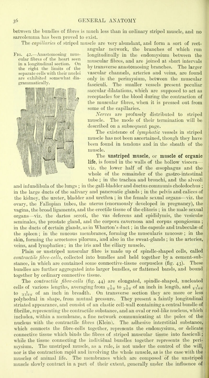 Fig, 42.—Anastomosing mus- cular fibres of the heart seen in a longitudinal section. On the right the limits of the separate cells with their nuclei are exhibited somewhat dia- grammatically. between the bundles of fibres is much less than in ordinary striped muscle, and no sarcolemma has been proved to exist. The cajnllaries of striped muscle are very abundant, and form a sort of rect- angular netwwk, the branches of which run longitudinally in the endomysium between the muscular fibres, and are joined at short intervals by transverse anastomosing branches. The larger vascular channels, arteries and veins, are found only in the perimysium, between the muscular fasciculi. The smaller vessels present peculiar saccular dilatations, which are supposed to act as receptacles for the blood during the contraction of the muscular fibres, wdien it is pressed out from some of the capillaries. Nerves are profusely distributed to striped muscle. The mode of their termination wall be described on a subsequent page. The existence of lymphatic vessels in striped muscle has not been ascertained, though they have been found in tendons and in the sheath of the muscle. The unstriped muscle, or muscle of organic life, is found in the walls of the hollow viscera— \iz. the lower half of the oesophagus and the whole of the remainder of the gastro-intestinal tube ; in the trachea and bronchi, and the alveoli and inf undibula of the lungs ; in the gall-bladder and ductus communis choledochus ; in the large ducts of the salivary and pancreatic glands ; in the pelvis and calices of the kidney, the ureter, bladder and urethra ; in the female sexual organs—viz. the ovary, the Fallopian tubes, the uterus (enormously developed in pregnancy), the vagina, the broad ligaments, and the erectile tissue of the clitoris ; in the male sexual organs—viz. the dartos scroti, the vas deferens and epididymis, the vesiculae seminales, the prostate gland, and the corpora cavernosa and corpus spongiosum ; in the ducts of certain glands, as in Wharton's duct ; in the capsule and trabeculae of the spleen; in the mucous membranes, forming the muscularis mucosaB ; in the skin, forming the arrectores pilorum, and also in the sweat-glands; in the arteries, veins, and lymphatics; in the iris and the ciliary muscle. Plain or unstriped muscular fibre is made up of spindle-shaped cells, called contractile fibre-cells, collected into bundles and held together by a cement-sub- stance, in which are contained some connective-tissue corpuscles (fig. 43). These bundles are further aggregated into larger bundles, or flattened bands, and bound together by ordinary connective tissue. The contractile fibre-cells (fig. 44) are elongated, spindle-shaped, nucleated cells of various lengths, averaging from to 3^ of an inch in length, and 4^0-0 to 3^5^00 of an inch in breadth. On transverse section they are more or less polyhedral in shape, from mutual pressure. They present a faintly longitudinal striated appearance, and consist of an elastic cell-wall containing a central bundle of fibrillse, representing the contractile substance, and an oval or rod-like nucleus, which includes, within a membrane, a fine network communicating at the poles of the nucleus with the contractile fibres (Klein). The adhesive interstitial substance, which connects the fibre-cells together, represents the endomysium, or delicate connective tissue which binds the fibres of striped muscular tissue into fasciculi; while the tissue connecting the individual bundles together represents the peri- mysium. The unstriped muscle, as a rule, is not under the control of the will, nor is the contraction rapid and involving the whole muscle, as is the case with the muscles of animal life. The membranes which are composed of the unstriped muscle slowdy contract in a part of their extent, generally under the influence of