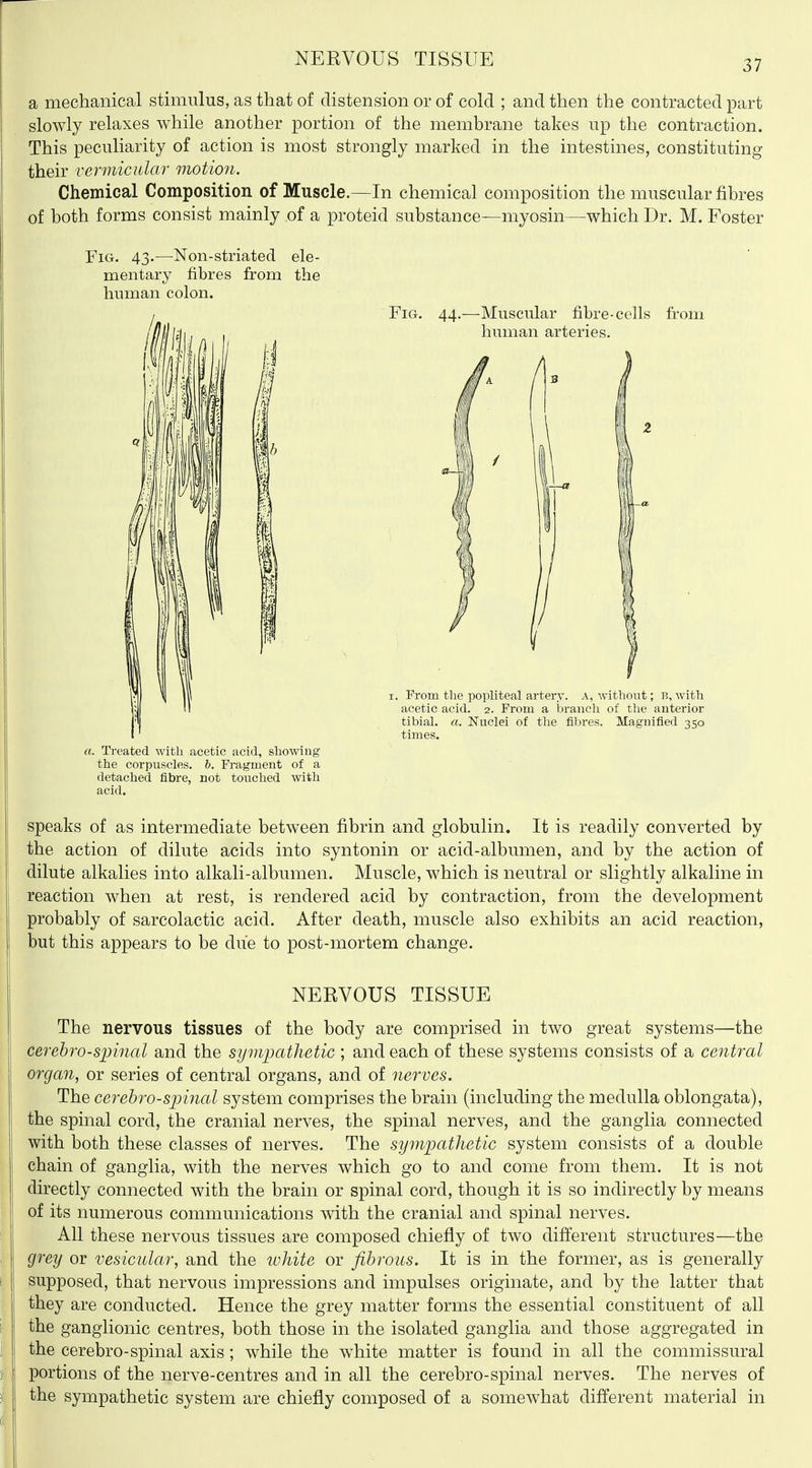 a mechanical stimulus, as that of distension or of cold ; and then the contracted part slowly relaxes while another portion of the membrane takes up the contraction. This peculiarity of action is most strongly marked in the intestines, constituting their vermicular motion. Chemical Composition of Muscle.—In chemical composition the muscular fibres of both forms consist mainly of a proteid substance—myosin—which Dr. M. Foster Fig. 43.—-Non-striated ele- mentary fibres from the human colon. Fig. 44.—Muscular fibre-cells fi-om human arteries. I. From the popliteal artery, a, without; b, with acetic acid. 2. From a ioranch of the anterior tibial, a. Nuclei of the fibres. Magnified 350 times. a. Treated with acetic acid, showing the corpuscles, b. Fragment of a detached fibre, not touched with acid. speaks of as intermediate between fibrin and globulin. It is readily converted by the action of dilute acids into syntonin or acid-albumen, and by the action of dilute alkalies into alkali-albumen. Muscle, which is neutral or slightly alkaline in reaction when at rest, is rendered acid by contraction, from the development probably of sarcolactic acid. After death, muscle also exhibits an acid reaction, but this appears to be due to post-mortem change. NERVOUS TISSUE The nervous tissues of the body are comprised in two great systems—the cerehro-spinal and the synvpathetic ; and each of these systems consists of a central organ, or series of central organs, and of nerves. The cerebrospinal system comprises the brain (including the medulla oblongata), the spinal cord, the cranial nerves, the spinal nerves, and the ganglia connected with both these classes of nerves. The sympathetic system consists of a double chain of ganglia, with the nerves which go to and come from them. It is not directly connected with the brain or spinal cord, though it is so indirectly by means of its numerous communications with the cranial and spinal nerves. All these nervous tissues are composed chiefly of two different structures—the grey or vesicular, and the ivhite or fibrous. It is in the former, as is generally supposed, that nervous impressions and impulses originate, and by the latter that they are conducted. Hence the grey matter forms the essential constituent of all the ganglionic centres, both those in the isolated ganglia and those aggregated in the cerebro-spinal axis; while the w^hite matter is found in all the commissural portions of the nerve-centres and in all the cerebro-S]3inal nerves. The nerves of the sympathetic system are chiefly composed of a somewhat different material in
