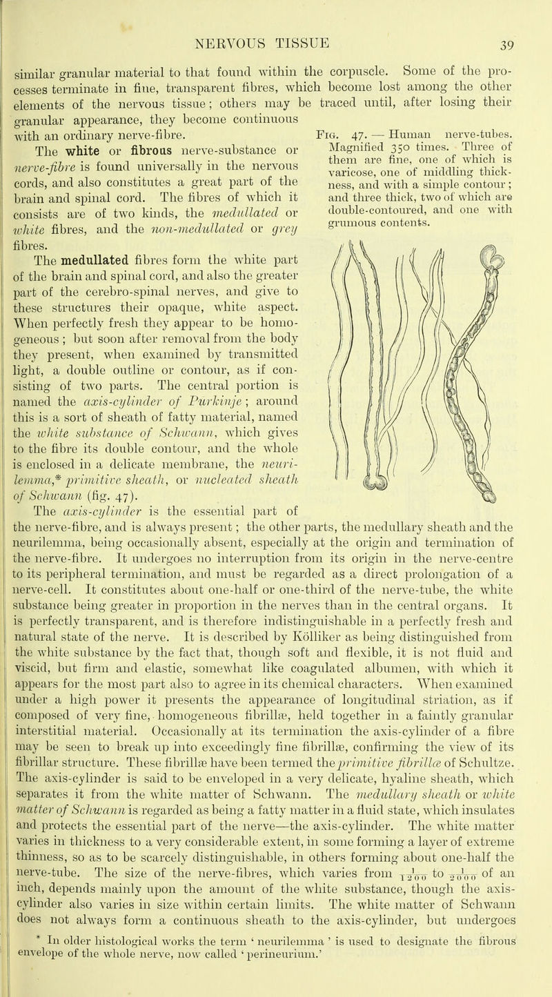 similar granular material to that found within the corpuscle. Some of the pro- cesses terminate in fine, transparent fibres, which become lost among the other elements of the nervous tissue; others may be traced until, after losing their granular appearance, they become continuous with an ordinary nerve-fibre. Fig. 47. — Human nerve-tubes. The white or fibroas nerve-substance or nerve-fihre is found universally in the nervous cords, and also constitutes a great part of the brain and spinal cord. The fibres of which it consists are of two kinds, the meduUated or luhite fibres, and the non-medullated or grey fibres. The meduUated fibres form the white part of the brain and spinal cord, and also the greater part of the cerebro-spinal nerves, and give to these structures their opaque, white aspect. When perfectly fresh they appear to be homo- geneous ; but soon after removal from the body they present, when examined by transmitted light, a double outline or contour, as if con- sisting of two parts. The central portion is named the axis-cylinder of Purkinje; around this is a sort of sheath of fatty material, named the luliite substance of Schioann., which gives to the fibre its double contour, and the whole is enclosed in a delicate membrane, the neuri- lemma,^ primitive sheath, or nucleated sheath of Schivann (^g. The axis-cylinder is the essential part of the nerve-fibre, and is always present; the other parts, the medullary sheath and the neurilemma, being occasionally absent, especially at the origin and termination of the nerve-fibre. It undergoes no interruption from its origin in the nerve-centre to its peripheral termination, and must be regarded as a direct prolongation of a nerve-cell. It constitutes about one-half or one-third of the nerve-tube, the white substance being greater in proportion in the nerves than in the central organs. It is perfectly transparent, and is therefore indistinguishable in a perfectly fresh and natural state of the nerve. It is described by Kolliker as being distinguished from the white substance by the fact that, though soft and flexible, it is not fluid and viscid, but firm and elastic, somewhat like coagulated albumen, with which it appears for the most part also to agree in its chemical characters. When examined under a high power it presents the appearance of longitudinal striation, as if composed of very fine, homogeneous fibrillar, held together in a faintly granular interstitial material. Occasionally at its termination the axis-cylinder of a fibre may be seen to break up into exceedingly fine fibrillse, confirming the view of its fibrillar structure. These fibrillffi have been termed the primitive fihrillce of Schultze. The axis-cylinder is said to be enveloped in a very delicate, hyaline sheath, which separates it from the white matter of Schwann. The medullary sheath or ivhite matter of Schvjann is regarded as being a fatty matter in a fluid state, which insulates and protects the essential part of the nerve—the axis-cylinder. The white matter varies in thickness to a very considerable extent, in some forming a layer of extreme thinness, so as to be scarcely distinguishable, in others forming about one-half the nerve-tube. The size of the nerve-fibres, which varies from 12^00 2W00 0^ inch, depends mainly upon the amount of the white substance, though the axis- cylinder also varies in size within certain limits. The white matter of Schwann does not always form a continuous sheath to the axis-cylinder, but undergoes * In older histological works the term ' neurilemma ' is used to designate the fibrous envelope of the whole nerve, now called ' perineurium.' Magnified 350 times. Three of them are fine, one of which is varicose, one of middling thick- ness, and with a simple contour ; and three thick, two of which are double-contoured, and one with grumous contents.