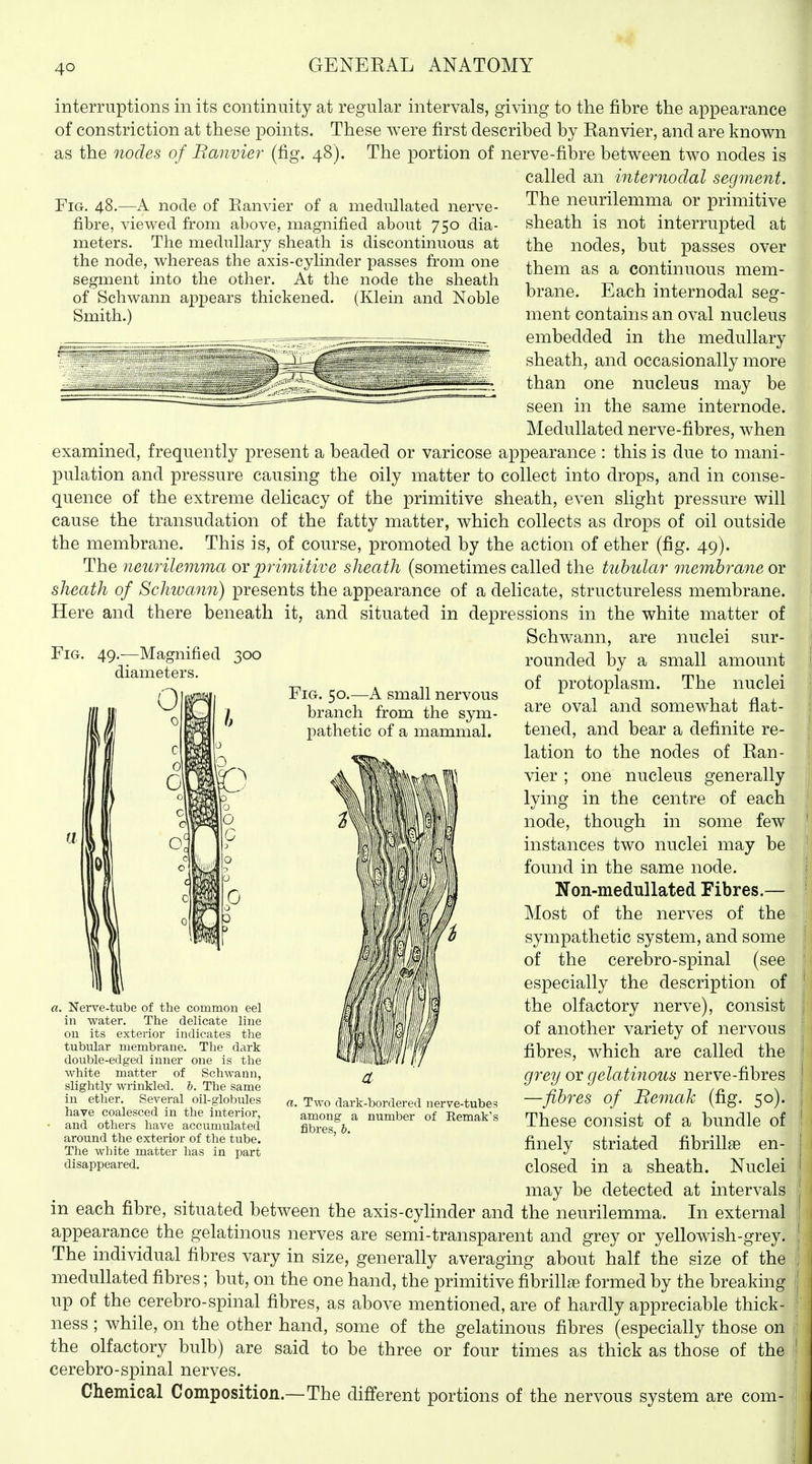 interruptions in its continuity at regular intervals, giving to the fibre the appearance of constriction at these points. These were first described by Eanvier, and are known as the nodes of Banvier (fig. 48). The portion of nerve-fibre between two nodes is called an internodal segment. Fig. 48.—A node of Eanvier of a medidlated nerve- fibre, viewed from above, magnified about 750 dia- meters. The medullary sheath is discontinuous at the node, whereas the axis-cylinder passes from one segment into the other. At the node the sheath (Klein and Noble of Schwann appears thickened. Smith.) Fig. 49.-—Magnified diameters. Fig. 50.—A small nervous branch from the sym- pathetic of a mammal. The neurilemma or primitive sheath is not interrupted at the nodes, but passes over them as a continuous mem- brane. Each internodal seg- ment contains an oval nucleus embedded in the medullary sheath, and occasionally more than one nucleus may be seen in the same internode. Medullated nerve-fibres, when examined, frequently present a beaded or varicose appearance : this is due to mani- pulation and pressure causing the oily matter to collect into drops, and in conse- quence of the extreme delicacy of the primitive sheath, even slight pressure will cause the transudation of the fatty matter, which collects as drops of oil outside the membrane. This is, of course, promoted by the action of ether (fig. 49). The neurilemma or primitive sheath (sometimes called the tubular membrane or sheath of Schwann) presents the appearance of a delicate, structureless membrane. Here and there beneath it, and situated in depressions in the white matter of Schwann, are nuclei sur- rounded by a small amount of protoplasm. The nuclei are oval and somewhat flat- tened, and bear a definite re- lation to the nodes of Ean- vier ; one nucleus generally lying in the centre of each node, though in some few instances two nuclei may be found in the same node. Non-medullated Fibres.— Most of the nerves of the sympathetic system, and some of the cerebro-spinal (see especially the description of the olfactory nerve), consist of another variety of nervous fibres, which are called the grey or gelatinous nerve-fibres —fibres of Bemak (fig. 50). These consist of a bundle of finely striated fibrillae en- closed in a sheath. Nuclei may be detected at intervals in each fibre, situated between the axis-cylinder and the neurilemma. In external appearance the gelatinous nerves are semi-transparent and grey or yellowish-grey. The individual fibres vary in size, generally averaging about half the size of the medullated fibres; but, on the one hand, the primitive fibrillar formed by the breaking up of the cerebro-spinal fibres, as above mentioned, are of hardly appreciable thick- ness ; while, on the other hand, some of the gelatinous fibres (especially those on the olfactory bulb) are said to be three or four times as thick as those of the cerebro-spinal nerves. Chemical Composition.—The different portions of the nervous system are com- . Nerve-tube of the common eel in water. The delicate line on its exterior indicates the tubular membrane. The dark double-edged inner one is the white matter of Schwann, slightly wrinkled, b. The same in ether. Several oil-globules have coalesced in the interior, and others have accumulated around the exterior of the tube. The white matter has in part disappeared. a. Two dark-bordered nerve-tubes among a number of Remak's fibres, b.