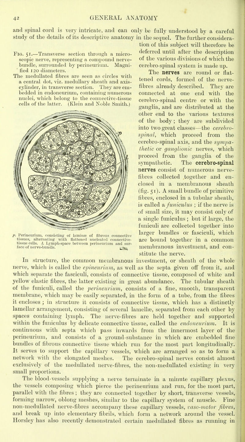 and spinal cord is very intricate, and can only be fully understood by a careful study of the details of its descriptive anatomy in the sequel. The further considera- tion of this subject will therefore be deferred until after the description of the various divisions of which the cerebro-spinal system is made up. The nerves are round or flat- tened cords, formed of the nerve- fibres already described. They are connected at one end with the cerebro-spinal centre or with the ganglia, and are distributed at the other end to the various textures of the body ; they are subdivided into two great classes—the cerebro- spinal, which proceed from the cerebro-spinal axis, and the symjja- tJietic or ganglionic nerves, which proceed from the ganglia of the sympathetic. The cerebro-spinal nerves consist of numerous nerve- fibres collected together and en- closed in a membranous sheath (fig. 51). A small bundle of primitive fibres, enclosed in a tubular sheath, is called a funiculus ; if the nerve is of small size, it may consist only of a single funiculus ; but if large, the funiculi are collected together into larger bundles or fasciculi, which are bound together in a common membranous investment, and con- stitute the nerve. In structure, the common membranous investment, or sheath of the whole nerve, which is called the epineuriuin, as well as the septa given off from it, and which separate the fasciculi, consists of connective tissue, composed of white and yellow elastic fibres, the latter existing in great abundance. The tubular sheath of the funiculi, called the perineurium, consists of a fine, smooth, transparent membrane, which may be easily separated, in the form of a tube, from the fibres it encloses ; in structure it consists of connective tissue, which has a distinctly lamellar arrangement, consisting of several lamellae, separated from each other by spaces containing lymph. The nerve-fibres are held together and supported within the funiculus by delicate connective tissue, called the endoneurium. It is continuous with septa which pass inwards from the innermost layer of the perineurium, and consists of a ground-substance in which are embedded fine bundles of fibrous connective tissue which run for the most part longitudinally. It serves to support the capillary vessels, which are arranged so as to form a network with the elongated meshes. The cerebro-spinal nerves consist almost exclusively of the medullated nerve-fibres, the non-medullated existing in very small proportions. The blood-vessels supplying a nerve terminate in a minute capillary plexus, the vessels composing Avhich pierce the perineurium and run, for the most part, parallel with the fibres; they are connected together by short, transverse vessels, forming narrow, oblong meshes, similar to the capillary system of muscle. Fine non-medullated nerve-fibres accompany these capillary vessels, vaso-niotor fibres, and break up into elementary fibrils, which form a network around the vessel. Horsley has also recently demonstrated certain medullated fibres as running in Fig. 51.—Transverse section through a micro- scopic nerve, representing a compound nerve- bundle, surrounded by perineurium. Magni- ' fied 120 diameters. The medullated fibres are seen as circles witli a central dot, viz. medullary sheath and axis- cylinder, in transverse section. They are em- bedded in endoneurium, containing numerous nuclei, which belong to the connective-tissue cells of the latter. (Klein and Noble Smith.) p. Perineurium, consisting' oi laminas of fibrous connective tissues, alternating with flattened nucleated connective- tissue cells. 1. Lymph-space between perineurium and sur- face of nerve-bundle. y^s^