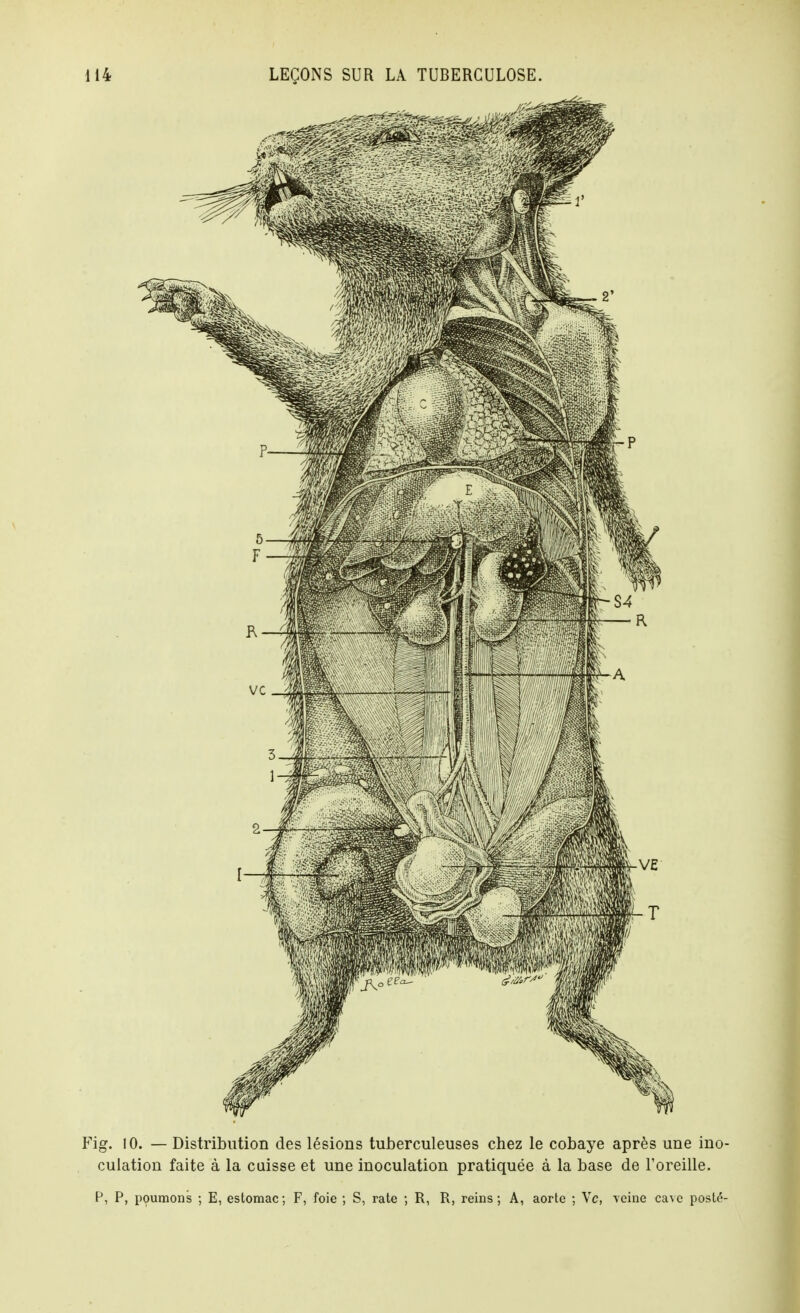 Fig. 10. — Distribution des lésions tuiDerculeuses chez le cobaye après ane ino- culation faite à la caisse et une inoculation pratiquée à la base de l'oreille. P, P, poumons ; E, estomac; F, foie ; S, rate ; R, R, reins; A, aorte ; Vc, \eine cave posté-