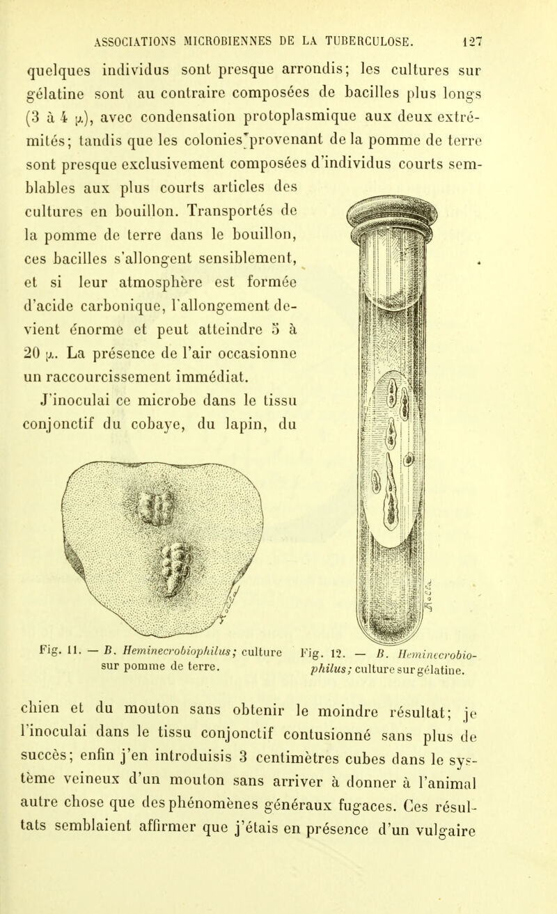 quelques individus sont presque arrondis; les cultures sur gélatine sont au contraire composées de bacilles plus longs (3 à 4 tj.), avec condensation protoplasmique aux deux extré- mités; tandis que les colonies'provenant de la pomme de terre sont presque exclusivement composées d'individus courts sem- blables aux plus courts articles des cultures en bouillon. Transportés de la pomme de terre dans le bouillon, ces bacilles s'allongent sensiblement, et si leur atmosphère est formée d'acide carbonique, rallongement de- vient énorme et peut atteindre o à 20 La présence de l'air occasionne un raccourcissement immédiat. J'inoculai ce microbe dans le tissu conjonctif du cobaye, du lapin, du I Fig. 11. — B. HeminecrobiojjlLilus; culture sur pomme de terre. Fig. 12. — D. Ikminccrobio- philus; culture sur gélatine. chien et du mouton sans obtenir le moindre résultat; je l'inoculai dans le tissu conjonctif contusionné sans plus de succès; enfin j'en introduisis 3 centimètres cubes dans le sys- tème veineux d'un mouton sans arriver à donner à l'animal autre chose que des phénomènes généraux fugaces. Ces résul- tats semblaient affirmer que j'étais en présence d'un vulgaire