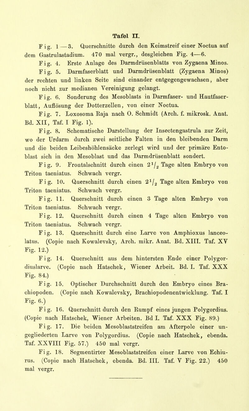 Yig. 1—3. Querschnitte durch den Keimstreif einer Noctua auf dem Gastrulastadium. 470 mal vergr., desgleichen Fig. 4—6. Fig. 4. Erste Anlage des Darmdrüsenblatts von Zygaena Minos. Fig. 5. Darmfaserblatt und Darmdrüsenblatt (Zygaena Minos) der rechten und linken Seite sind einander entgegengewachsen, aber noch nicht zur medianen Vereinigung gelangt. Fig. 6. Sonderung des Mesoblasts in Darmfaser- und Hautfaser- blatt, Auflösung der Dotterzellen, von einer Noctua. Fig. 7. Loxosoma Raja nach 0. Schmidt (Arch. f. mikrosk. Anat. Bd. XII, Taf. I Fig. 1). Fig. 8. Schematische Darstellung der Insectengastrula zur Zeit, wo der Urdarm durch zwei seitliche Falten in den bleibenden Darm und die beiden Leibeshöhlensäcke zerlegt wird und der primäre Ento- blast sich in den Mesoblast und das Darmdrüsenblatt sondert. Fig. 9. Frontalschnitt durch einen 2^/^ Tage alten Embryo von Triton taeniatus. Schwach vergr. Fig. 10. Querschnitt durch einen 2^/2 Tage alten Embryo von Triton taeniatus. Schwach vergr. Fig. 11. Querschnitt durch einen 3 Tage alten Embryo von Triton taeniatus. Schwach vergr. Fig. 12. Querschnitt durch einen 4 Tage alten Embryo von Triton taeniatus. Schwach vergr. Fig. 13. Querschnitt durch eine Larve von Amphioxus lanceo- latus. (Copie nach Kowalevsky, Arch. mikr. Anat. Bd. XIII. Taf. XV Fig. 12.) Fig. 14. Querschnitt aus dem hintersten Ende einer Polygor- diuslarve. (Copie nach Hatschek, Wiener Arbeit. Bd. I. Taf. XXX Fig. 84.) Fig. 15. Optischer Durchschnitt durch den Embryo eines Bra- chiopoden. (Copie nach Kowalevsky, Brachiopodenentwicklung. Taf. I Fig. 6.) Fig. 16. Querschnitt durch den Eumpf eines jungen Polygordius. (Copie nach Hatschek, Wiener Arbeiten. Bd I. Taf. XXX Fig. 89.) Fig. 17. Die beiden Mesoblaststreifen am Afterpole einer un- gegliederten Larve von Polygordius. (Copie nach Hatschek, ebenda. Taf. XXVIII Fig. 57.) 450 mal vergr. Fig. 18. Segmentirter Mesoblaststreifen einer Larve von Echiu- rus. (Copie nach Hatschek, ebenda. Bd. III. Taf. V Fig. 22.) 450 mal vergr.
