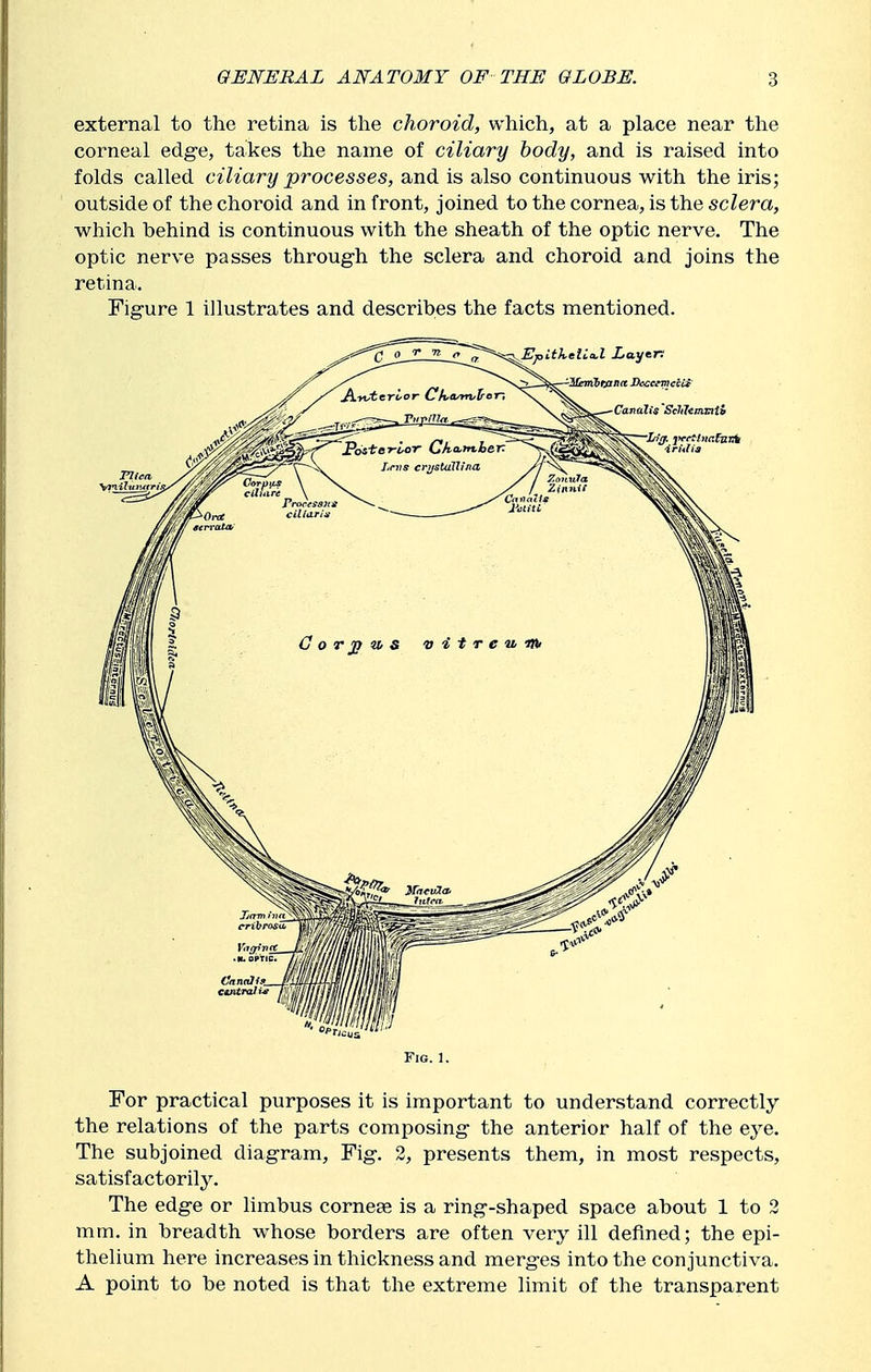 external to the retina is the choroid, which, at a place near the corneal edg-e, takes the name of ciliary body, and is raised into folds called ciliary processes, and is also continuous with the iris; outside of the choroid and in front, joined to the cornea, is the sclera, which behind is continuous with the sheath of the optic nerve. The optic nerve passes through the sclera and choroid and joins the retina. Figure 1 illustrates and describes the facts mentioned. Fig.1. For practical purposes it is important to understand correctly the relations of the parts composing- the anterior half of the eye. The subjoined diagram. Fig. 2, presents them, in most respects, satisfactorily. The edge or limbus cornese is a ring-shaped space about 1 to 2 mm. in breadth whose borders are often Yery ill defined; the epi- thelium here increases in thickness and merges into the conjunctiva. A point to be noted is that the extreme limit of the transparent