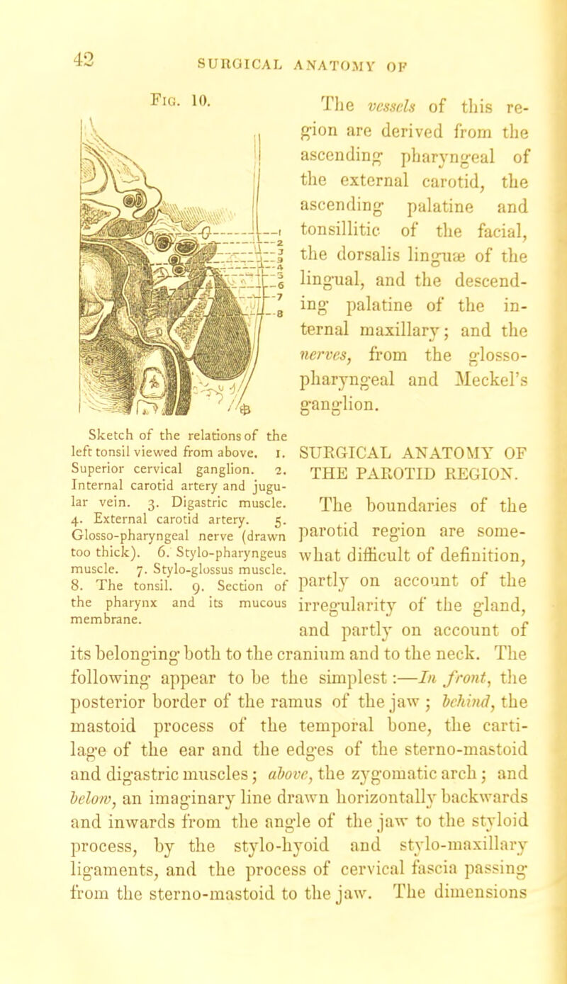 The vessels of this re- gion are derived from the ascending pharyngeal of the external carotid, the ascending palatine and tonsillitic of the facial, the dorsalis lingiite of the lingual, and the descend- ing palatine of the in- ternal maxillar}^; and the nerves, from the g'losso- pharyngeal and Meckel's ganglion. SURGICAL ANATOMY OF THE PAROTID REGION. The boundaries of the parotid region are some- what difficult of definition, partly on account of the irregularity of the gland, and partly on account of its belong'ing both to the cranium and to the neck. The following appear to be the simplest:—I/i front, the posterior border of the ramus of the jaw ; behind, the mastoid process of the temporal bone, the carti- lao-e of the ear and the ed'es of the sterno-mastoid and digastric muscles; above, the zygomatic arch; and below, an imaginary line drawn borizontalh'backwards and inwards from the angle of the jaw to the styloid process, by the stylo-hyoid and stylo-maxillary ligaments, and the process of cervical fascia passing from the sterno-mastoid to the jaw. The dimensions Fig. 10. Sketch of the relations of the left tonsil viewed from above, i. Superior cervical ganglion. 2. Internal carotid artery and jugu- lar vein. 3. Digastric muscle. 4. External carotid artery. 5. Glosso-pharyngeal nerve (drawn too thick). 6. Stylo-pharyngeus muscle. 7. Stylo-glossus muscle. 8. The tonsil. 9. Section of the pharynx and its mucous membrane.