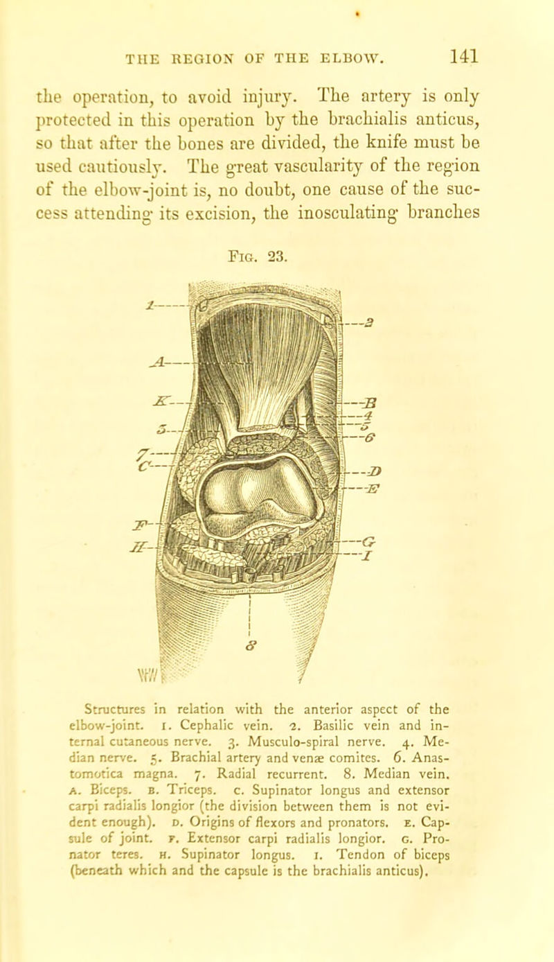 the operation, to avoid injury. The artery is only protected in this operation by the brachialis anticus, so that after the bones are divided, the knife must be used cautiously. The great vascularity of the region of the elboAv-joint is, no doubt, one cause of the suc- cess attending its excision, the inosculating branches Fig. 23. Structures in relation with the anterior aspect of the elbow-joint, i. Cephalic vein. l. Basilic vein and in- ternal cutaneous nerve. 3. Musculo-spiral nerve. 4. Me- dian nerve. 5. Brachial artery and vens comitcs. 6. Anas- tomotica magna. 7. Radial recurrent. 8. Median vein. A. Biceps. B. Triceps, c. Supinator longus and extensor carpi radialis longior (the division between them is not evi- dent enough), d. Origins of flexors and pronators, e. Cap- sule of joint. F. Extensor carpi radialis longior. c. Pro- nator teres, h. Supinator longus. i. Tendon of biceps (beneath which and the capsule is the brachialis anticus).