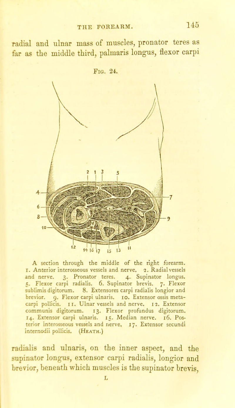 radial and ulnar mass of muscles, pronator teres as tar as the middle third, palmaris long-us, flexor carpi Fig. 24, A section through the middle of the right forearm, r. Anterior interosseous vessels and nerve. 2. Radial vessels and nerve. 3. Pronator teres. 4. Supinator longus. 5. Flexor carpi radialis. 6. Supinator brevis. 7. Flexor sublimis digitorum. 8. Extensores carpi radialis longior and brevior. g. Flexor carpi ulnaris. 10. Extensor ossis meta- carpi poUicis. II. Ulnar vessels and nerve. 12. Extensor communis digitorum. 13. Flexor profundus digitorum. 14. Extensor carpi ulnaris. 15. Median nerve. 16. Pos- terior interosseous vessels and nerve. 17. Extensor secundi internodii pollicis. (Heath.) radialis and ulnaris, on the inner aspect, and the supinator longus, extensor carpi radialis, longior and brevior, beneath which muscles is the supinator brevis, L