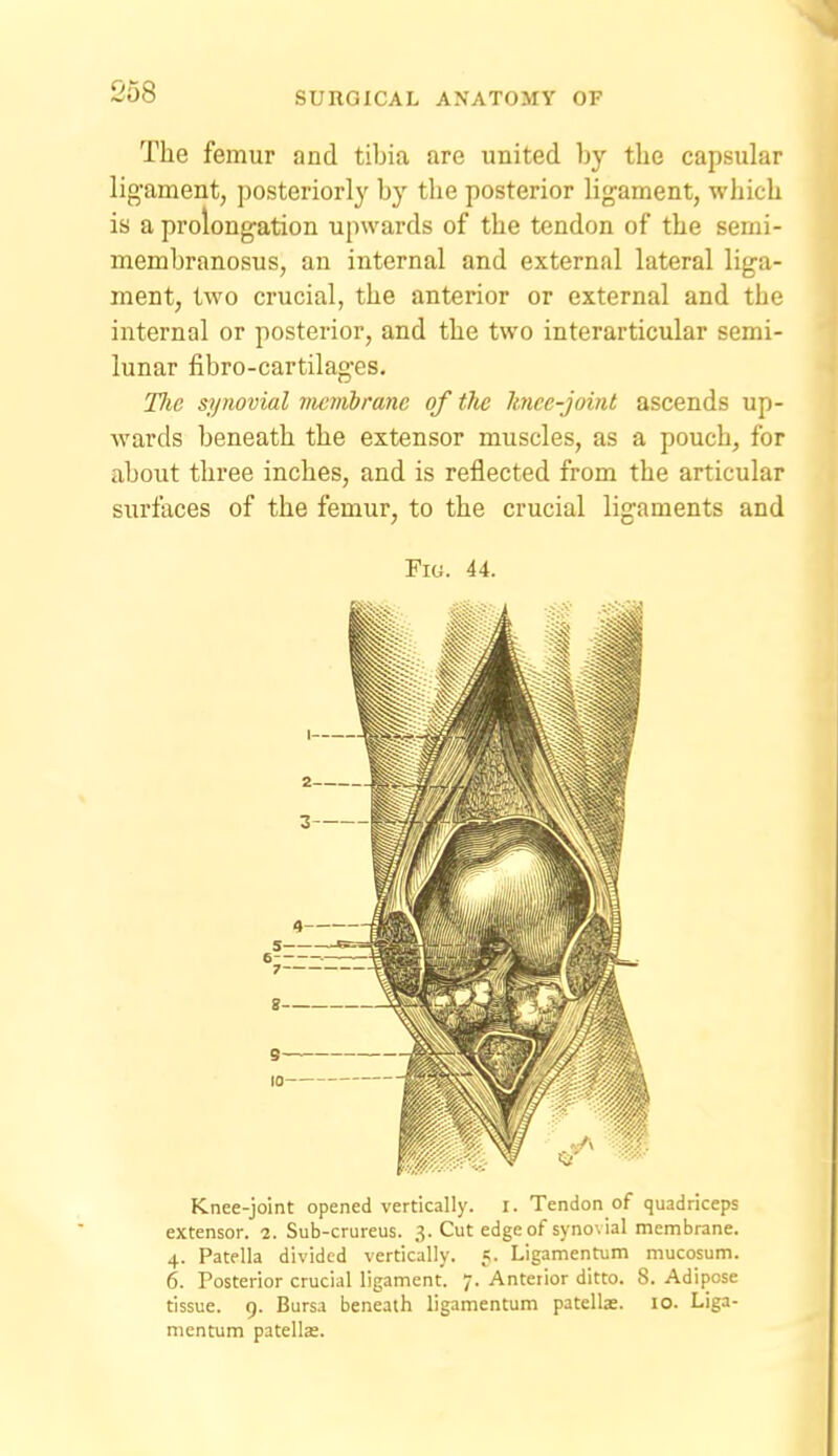 058 The femur and tibia are united by the capsular lig-ament, posteriorly by the posterior ligament, which is a prolong-ation upwards of the tendon of the semi- membranosus, an internal and external lateral liga- ment, two crucial, the anterior or external and the internal or posterior, and the two interarticular semi- lunar fibro-cartilag-es. The synovial vmiibrane of the hnee-joint ascends up- wards beneath the extensor muscles, as a pouch, for about three inches, and is reflected from the articular surfaces of the femur, to the crucial ligaments and Fiu. 44. Knee-joint opened vertically. I. Tendon of quadriceps extensor. i. Sub-crureus. 3. Cut edge of synovial membrane. 4. Patella divided vertically, e. Ligamentum mucosum. 6. Posterior crucial ligament. 7. Anterior ditto. 8. Adipose tissue. 9. Bursa beneath ligamentum patella. lo. Liga- mentum patellae.