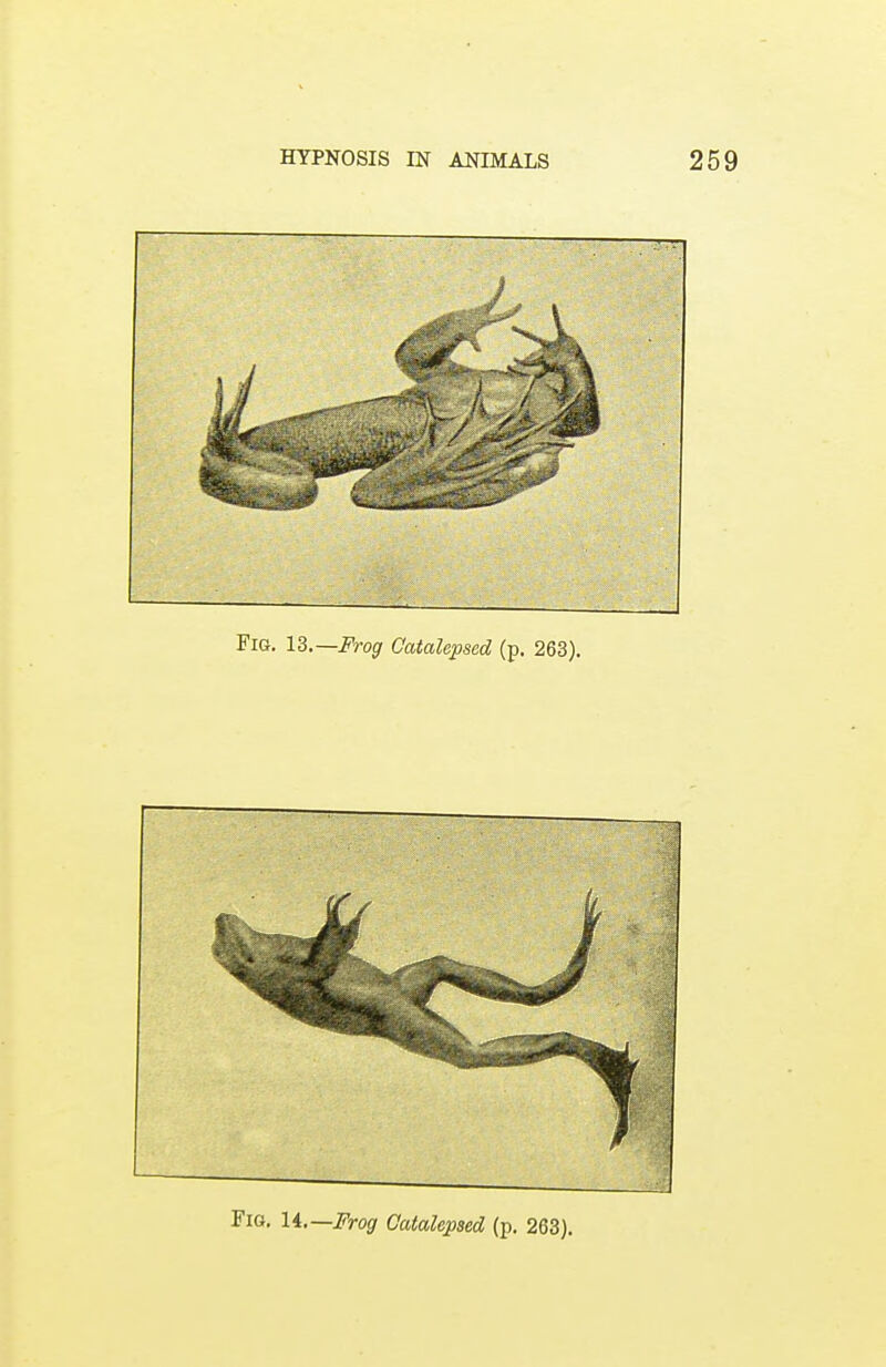 Fig. 13.— Frog Catalepscd (p. 263). Fig. 14.— Frog Catalcpsed (p. 263).