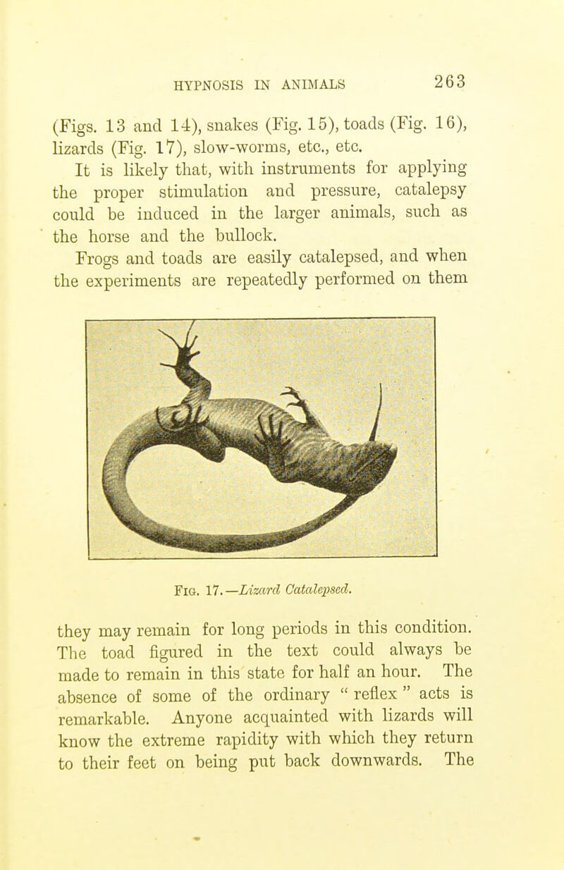 (Figs. 13 and 14), snakes (Fig. 15), toads (Fig. 16), lizards (Fig. 17), slow-worms, etc., etc. It is likely that, with instruments for applying the proper stimulation and pressure, catalepsy could be induced in the larger animals, such as the horse and the bullock. Frogs and toads are easily catalepsed, and when the experiments are repeatedly performed on them Fig. 17.—Lizard Catalepsed. they may remain for long periods in this condition. The toad figured in the text could always be made to remain in this state for half an hour. The absence of some of the ordinary  reflex  acts is remarkable. Anyone acquainted with lizards will know the extreme rapidity with which they return to their feet on being put back downwards. The