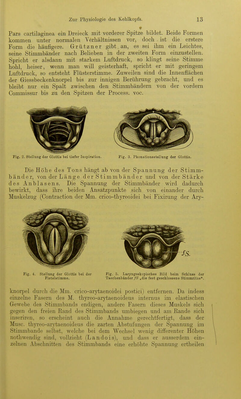 Pars cartilaginea ein Dreieck mit vorderer Spitze bildet. Beide Formen kommen unter normalen Verhältnissen vor, doch . ist die erstere Form die häufigere. Grützner gibt an, es sei ihm ein Leichtes, seine Stimmbänder nach Belieben in der zweiten Form einzustellen. Spricht er alsdann mit starkem Luftdruck, so klingt seine Stimme hohl, heiser, wenn man will geisterhaft, spricht er mit geringem Luftdruck, so entsteht Flüsterstimme. Zuweilen sind die Innenflächen der Giessbeckenknorpel bis zur innigen Berührung gebracht, und es bleibt nur ein Spalt zwischen den Stimmbändern von der vordem Commissur bis zu den Spitzen der Process. voc. Fig. 2. Stellung der Glottis bei tiefer Inspiration. Fig. 3. Phonationsstellnng der Glottis. Die Höhe des Tons hängt ab von der Spannung der Stimm- bänder, von der Länge der Stimmbänder und von der Stärke des Anblasens. Die Spannung der Stimmbänder wird dadurch bewirkt, dass ihre beiden Ansatzpunkte sich von einander durch Muskelzug (Contraction der Mm. crico-thyreoidei bei Fixirung der Ary- Fig. 4. Stellung der Glottis bei der Fig. 5. Laryngoskopischea Bild beim Sohlnss der Fistelstimme. Tascbenbänder fS „die fest geschlossene Stimmritze. knorpel durch die Mm. crico-arytaenoidei postici) entfernen. Da indess einzelne Fasern des M. thyx'eo-arytaenoideus internus im elastischen Gewebe des Stimmbands endigen, andere Fasern dieses Muskels sich gegen den freien Rand des Stimmbands umbiegen und am Rande sich inseriren, so erscheint auch die Annahme gerechtfertigt, dass der Muse, thyreo-arytaenoideus die zarten Abstufungen der Spannung im Stimmbande selbst, welche bei dem Wechsel wenig differenter Höhen nothwendig sind, vollzieht (Landois), und dass er ausserdem ein- zelnen Abschnitten des Stimmbands eine erhöhte Spannung ertheilen