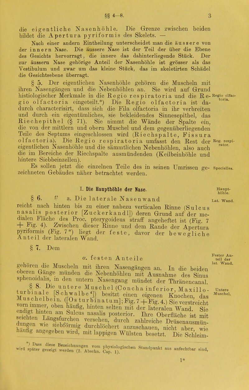 die eigentliche Nasenhöhle. Die Grenze zwischen beiden bildet die Apertura pyriformis des Skelets. — Nach einer andern Eintheilung unterscheidet man die äussere von der innern Nase. Die äussere Nase ist der Teil der über die Ebene des Gesichts hervorragt, die innere das dahinterliegende Stück. Der zur äussern Nase gehörige Anteil der Nasenhöhle ist grösser als das Vestibulum und zwar um das kleine Stück, das im skeletirten Schädel die Gesichtsebene überragt. § 5. Der eigentlichen Nasenhöhle gehören die Muscheln mit ihren Nasengängen und die Nebenhöhlen an. Sie wird auf Grund histologischer Merkmale in die Regio respiratoria und die Re-Re«io .olfac- gio olfactoria eingeteilt.*) Die Regio olfactoria ist da- °a' durch characterisirt, dass sich die Fila olfactoria in ihr verbreiten und durch ein eigentümliches, sie bekleidendes Sinnesepithel, das Riechepithel (§ 71). Sie nimmt die Wände der Spalte ein, die von der mittlem und obern Muschel und dem gegenüberliegenden Teile des Septums eingeschlossen wird (Riechspalte, Fissura olfactoria). Die Regio respiratoria umfasst den Rest der Kee- *esPi- eigentlichen Nasenhöhle und die sämmtlichen Nebenhöhlen, also auch rat°r' die im Bereiche, der Riechspalte ausmündenden (Keilbeinhöhle und hintere Siebbeinzellen). Es sollen jetzt die einzelnen Teile des in seinen Umrissen ge- specieiie«. zeichneten Gebäudes näher betrachtet werden. I. Die Haupthöhle der Nase. § 6. r a. Die laterale Nasenwand reicht nach hinten bis zu einer nahezu verticalen Rinne (Sulcus nasalis posterior [Zuckerkandl]) deren Grund auf der me- dialen Fläche des Proc. pterygoideus straff angeheftet ist (Fig. 7 + Fig. 4). Zwischen dieser Rinne und dem Rande der Apertura pyriformis (Fig. 7*) hegt der feste, davor der bewegliche Anteil der lateralen Wand. § 7. Dem a. festen Anteile gehören die Muscheln mit ihren Nasengängen an. In die beiden oberen Gänge münden die Nebenhöhlen mit Ausnahme des Sinus sphenoidahs, m den untern Nasengang mündet der Thränencanal + £ iDieraul}tere Muscllel (Concha inferior, Maxillo- Mrbl^\l Sc^albe*]) besitzt einen eigenen Knochen das vorn immer, oben häufig, hinten selten mit der lateralen Wand Sie ÄS?CUS üaSlliS P°it6ri0r- Ihre Oberfläche tt St rw! Lan?8f1uj:che? versehen, durch zahlreiche Drüsenausmün- siebformig durchlöchert anzuschauen, nicht aZ wie häufig angegeben wird, mit lappigen Wülsten besetzt. Die Schieß. *W^«ft1!S?SfTbir groben Standpunkt au8 anfechtbar sind, 1* Haupt- hehle. Lat. Wand. Fester An- teil der lat. Wand. Untere Muschel.