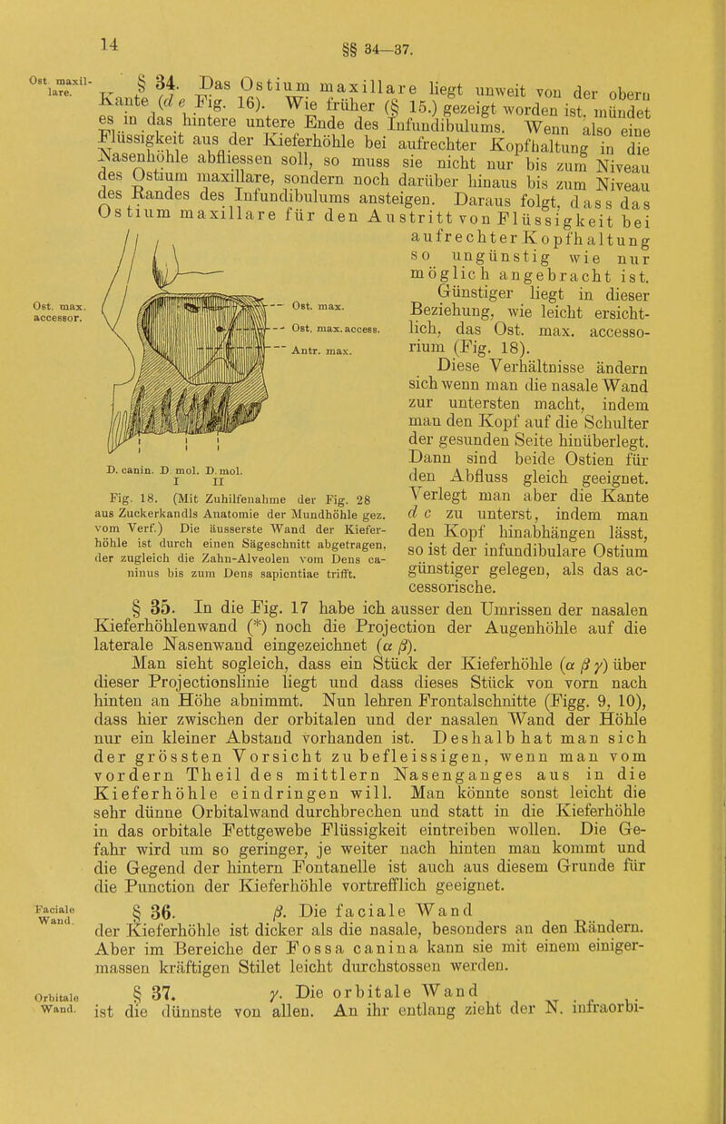 §§ 34-37. Ost maxil- lare. 34. Das Ostium Ost. max accessor. Faciale Wand. in axillare liegt unweit von der ohpm Kante (de; Fig. 16) Wie früher (8 15.) gezeigt worden ist mündet in das hintere untere Ende des Infundibulums. Wenn also Flüssigkeit aus der Kieferhöhle ' *j ^ii Wüitj c Ostium maxillare für den — Ost. max. -- Ost. max. access. Antr. max. es in das ^iKumuuiuiiiä. wenn also eine ATOQ l-ui VA- — bei aufrecliter Kopfhaltung in die Nasenhöhle abfliessen soll, so muss sie nicht nur bis zum Niveau des Ostium maxillare, sondern noch darüber hinaus bis zum Niveau (AeS^andes des. Jnfundibulums ansteigen. Daraus folgt, dass das Austritt von Flüssigkeit bei aufrechterKopfhaltung so ungünstig wie nur möglich angebracht ist. Günstiger liegt in dieser Beziehung, wie leicht ersicht- lich, das Ost. max. accesso- rium (Fig. 18). Diese Verhältnisse ändern sich wenn man die nasale Wand zur untersten macht, indem man den Kopf auf die Schulter der gesunden Seite hinüberlegt. Dann sind beide Ostien für den Abfluss gleich geeignet. Verlegt man aber die Kante cl c zu unterst, indem man den Kopf hinabhängen lässt, so ist der infundibulare Ostium günstiger gelegen, als das ac- cessorische. § 35. In die Fig. 17 habe ich ausser den Umrissen der nasalen Kieferhöhlenwand (*) noch die Projection der Augenhöhle auf die laterale Nasenwand eingezeichnet (a ß). Man sieht sogleich, dass ein Stück der Kieferhöhle (a ß y) über dieser Projectionslinie liegt und dass dieses Stück von vorn nach hinten an Höhe abnimmt. Nun lehren Frontalschnitte (Figg. 9, 10), dass hier zwischen der orbitalen und der nasalen Wand der Höhle nur ein kleiner Abstand vorhanden ist. Deshalbhat man sich der grössten Vorsicht zu befleissigen, wenn man vom vordem Theil des mittlem Nasenganges aus in die Kieferhöhle eindringen will. Man könnte sonst leicht die sehr dünne Orbitalwand durchbrechen und statt in die Kieferhöhle in das orbitale Fettgewebe Flüssigkeit eintreiben wollen. Die Ge- fahr wird um so geringer, je weiter nach hinten man kommt und die Gegend der hintern Fontanelle ist auch aus diesem Grunde für die Punction der Kieferhöhle vortrefflich geeignet. § 36. ß. Die faciale Wand der Kieferhöhle ist dicker als die nasale, besonders an den Rändern. Aber im Bereiche der Fossa canina kann sie mit einem einiger- Stilet leicht durchstossen werden. D. canin. D mol. D. mol. I II Fig. 18. (Mit Zuhilfenahme der Fig. 28 aus Zuckerkandis Anatomie der Mundhöhle gez vom Verf.) Die äusserste Wand der Kiefer- höhle ist durch einen Sägeschnitt abgetragen der zugleich die Zahn-Alveolen vom Dens ca- ninus bis zum Dens sapicntiae trifft. massen en orbitale § 37. y. Die orbitale Wand WaD<l- ist die dünnste von allen. An ihr entlang zieht der JN. mtraoroi-