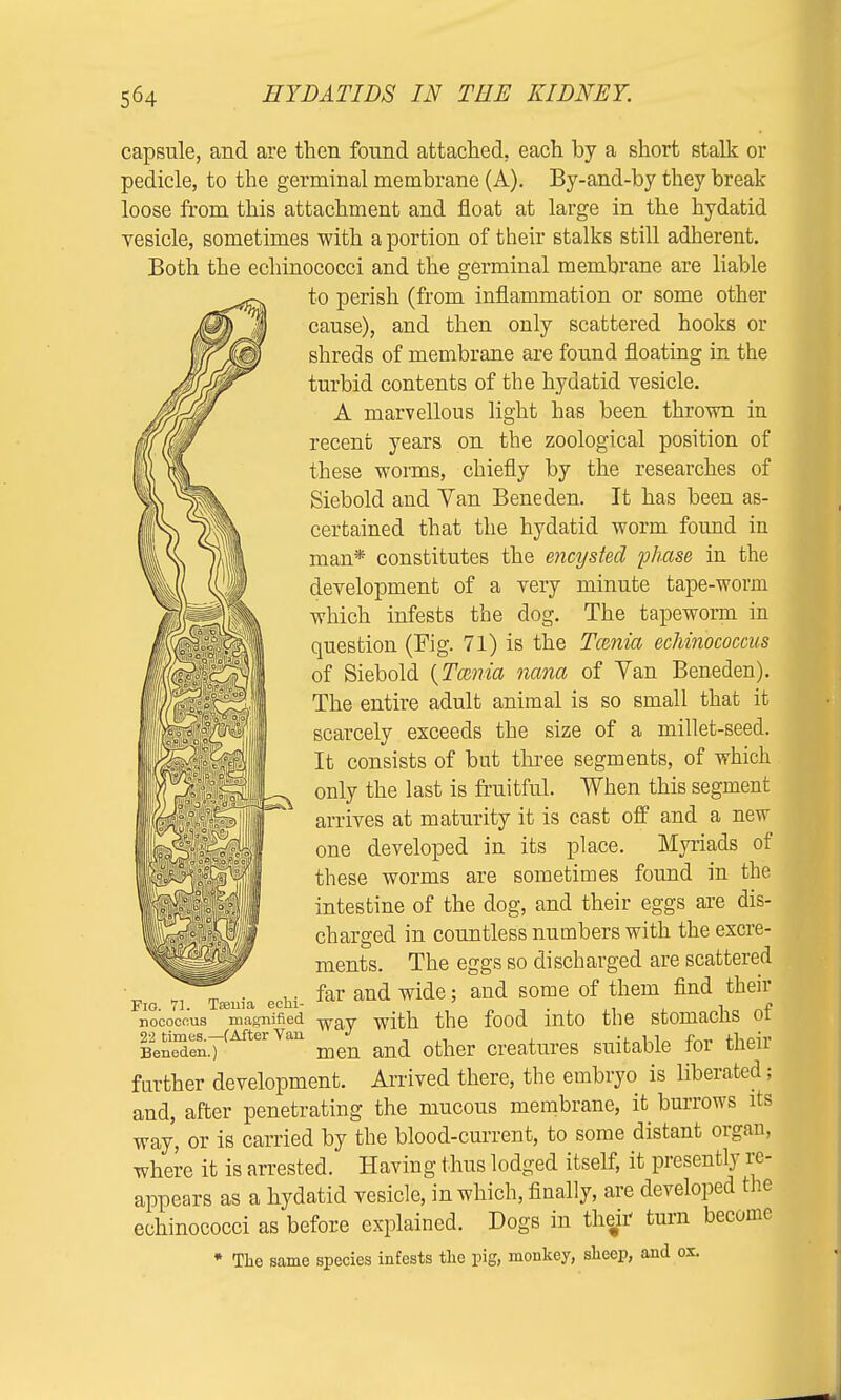 capsule, and are then found attached, each by a short stalk or pedicle, to the germinal membrane (A). By-and-by they break loose from this attachment and float at large in the hydatid vesicle, sometimes with a portion of their stalks still adherent. Both the echinococci and the germinal membrane are liable to perish (from inflammation or some other cause), and then only scattered hooks or shreds of membrane are found floating in the turbid contents of the hydatid vesicle. A marvellous light has been thrown in recent years on the zoological position of these worms, chiefly by the researches of Siebold and Van Bene den. It has been as- certained that the hydatid worm found in man* constitutes the encysted phase in the development of a very minute tape-worm which infests the dog. The tapeworm in question (Fig. 71) is the Tcenia echinococcus of Siebold {Tcenia nana of Van Beneden). The entire adult animal is so small that it scarcely exceeds the size of a millet-seed. It consists of but three segments, of which only the last is fruitful. When this segment arrives at maturity it is cast off and a new one developed in its place. Myriads of these worms are sometimes found in the intestine of the dog, and their eggs are dis- charged in countless numbers with the excre- ments. The eggs so discharged are scattered far and wide; and some of them find their Fig. 71. Tsema echi- •■ « nococfius magnified way wjth the food into the stoinacns 01 %J^J(A{terYan men and other creatures suitable for their further development. Arrived there, the embryo is liberated; and, after penetrating the mucous membrane, it burrows its way, or is carried by the blood-current, to some distant organ, where it is arrested. Having thus lodged itself, it presently re- appears as a hydatid vesicle, in which, finally, are developed the echinococci as before explained. Dogs in then' turn become * The same species infests the pig, monkey, sheep, and ox.