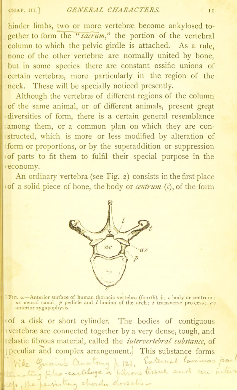 hinder limbs, two or more vertebrae become ankylosed to- gether to form the '■'■sacrum the portion of the vertebral column to which the pelvic girdle is attached. As a rule, none of the other vertebrae are normally united by bone, but in some species there are constant ossific unions of I certain vertebrns, more particularly in the region of the : neck. These will be specially noticed presently. Although the vertebrae of different regions of the column I of the same animal, or of different animals, present great I diversities of form, there is a certain general resemblance : among them, or a common plan on which they are con- :structed, which is more or less modified by alteration of I form or proportions, or by the superaddition or suppression • of parts to fit them to fulfil their special purpose in the 1 economy. An ordinary vertebra (see Fig. 2) consists in the first place (of a solid piece of bone, the body or centrum (<:),of the form I Fig. 2.—Anterior surface of human thoracic vertebra (fourth), 5 ; c body or centrum : nc neural canal ; / pedicle and / lamina of the arch; t transverse process; nz anterior zygapophysis. (of a disk or short cylinder. The bodies of contiguous 'vertebrae are connected together by a very dense, tough, and 5 elastic fibrous material, called the intervertebral substa?ice, of 1 peculiar and complex arrangement., This substance forms ^ V{lL ^.^c'^J-^ C^...r.t^... I 111. C^C.^.i fc^