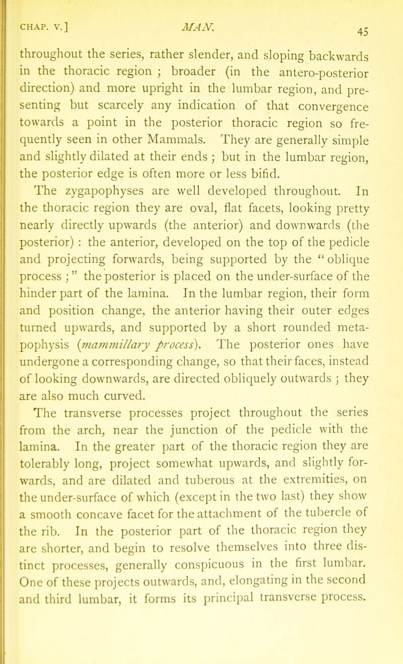 throughout the series, rather slender, and sloping backwards in the thoracic region ; broader (in the antero-posterior direction) and more upright in the lumbar region, and pre- senting but scarcely any indication of that convergence towards a point in the posterior thoracic region so fre- quently seen in other Mammals. They are generally simple and slightly dilated at their ends ; but in the lumbar region, the posterior edge is often more or less bifid. The zygapophyses are well developed throughout. In the thoracic region they are oval, flat facets, looking pretty nearly directly upwards (the anterior) and downwards (the posterior) : the anterior, developed on the top of the pedicle and projecting forwards, being supported by the  oblique process ;  the posterior is placed on the under-surface of the hinder part of the lamina. In the lumbar region, their form and position change, the anterior having their outer edges turned upwards, and supported by a short rounded meta- pophysis {tnaj?u!ii/Iary process). The posterior ones have undergone a corresponding change, so that their faces, instead of looking downwards, are directed obliquely outwards ; they are also much curved. The transverse processes project throughout the series from the arch, near the junction of the pedicle with the lamina. In the greater part of the thoracic region they are tolerably long, project somewhat upwards, and slightly for- wards, and are dilated and tuberous at the extremities, on the under-surface of which (except in the two last) they show a smooth concave facet for the attachment of the tubercle of the rib. In the posterior part of the thoracic region they are shorter, and begin to resolve themselves into three dis- tinct processes, generally conspicuous in the first lumbar. One of these projects outwards, and, elongating in the second and third lumbar, it forms its principal transverse process.