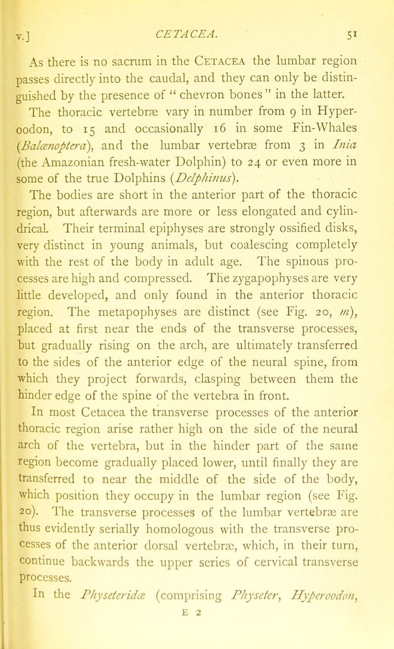 v.] CETACEA. St As there is no sacnim in the Cetacea the lumbar region passes directly into the caudal, and they can only be distin- guished by the presence of  chevron bones  in the latter. The thoracic vertebrae vary in number from 9 in Hyper- oodon, to 15 and occasionally 16 in some Fin-Whales [BalcBfiopiera), and the lumbar vertebrae from 3 in Iiiia (the Amazonian fresh-water Dolphin) to 24 or even more in some of the true Dolphins {^Delphinus). The bodies are short in the anterior part of the thoracic region, but afterwards are more or less elongated and cylin- drical. Their terminal epiphyses are strongly ossified disks, very distinct in young animals, but coalescing completely with the rest of the body in adult age. The spinous pro- cesses are high and compressed. The zygapophyses are very little developed, and only found in the anterior thoracic region. The metapophyses are distinct (see Fig. 20, in), placed at first near the ends of the transverse processes, but gradually rising on the arch, are ultimately transferred to the sides of the anterior edge of the neural spine, from which they project forwards, clasping between them the hinder edge of the spine of the vertebra in front. In most Cetacea the transverse processes of the anterior thoracic region arise rather high on the side of the neural arch of the vertebra, but in the hinder part of the same region become gradually placed lower, until finally they are transferred to near the middle of the side of the body, which position they occupy in the lumbar region (see Fig. 20). The transverse processes of the lumbar vertebrae are thus evidently serially homologous with the transverse pro- cesses of the anterior dorsal vertebrae, which, in their turn, continue backwards the upper series of cervical transverse processes. In the Physetcridcc (comprising Physeier, Hyperoodon,