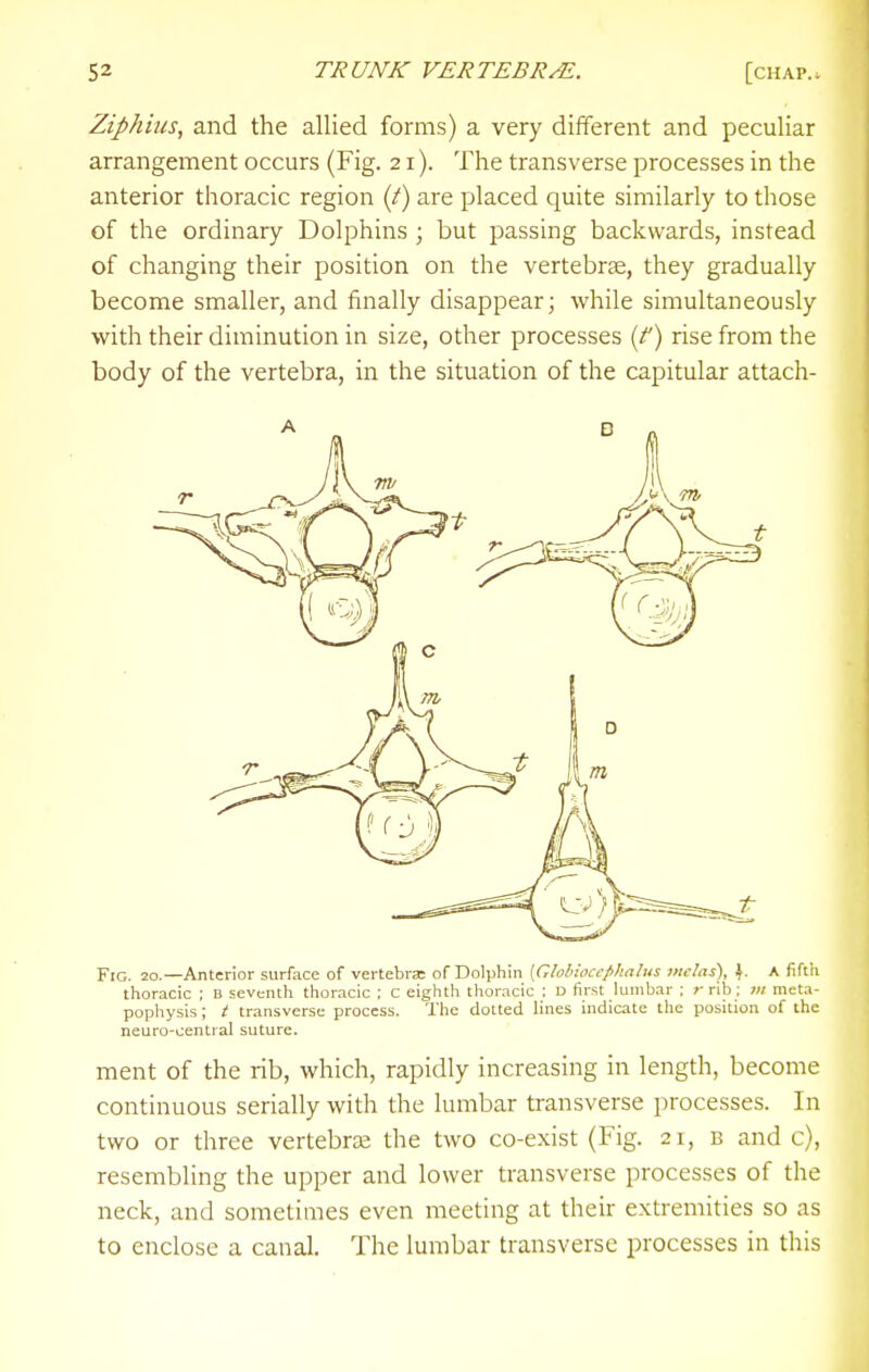 Ziphius, and the allied forms) a very different and peculiar arrangement occurs (Fig. 21). The transverse processes in the anterior thoracic region (f) are placed quite similarly to those of the ordinary Dolphins ; but passing backwards, instead of changing their position on the vertebrae, they gradually become smaller, and finally disappear; while simultaneously with their diminution in size, other processes (/') rise from the body of the vertebra, in the situation of the capitular attach- FiG. 20.—Anterior surface of vertebvsc of Dolphin [Globioccphalus melas), \. A fifth thoracic ; b seventh thoracic ; c eighth thoracic : D first lumbar : r rib ; vi meta- pophysis; t transverse process. The dotted lines indicate the position of the neuro-central suture. ment of the rib, which, rapidly increasing in length, become continuous serially with the lumbar transverse processes. In two or three vertebra the two co-exist (Fig. 21, b and c), resembling the upper and lower transverse processes of the neck, and sometimes even meeting at their extremities so as to enclose a canal. The lumbar transverse processes in this