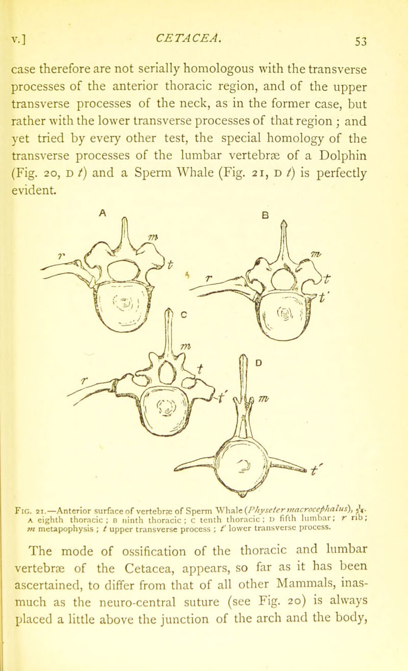 case therefore are not serially homologous with the transverse processes of the anterior thoracic region, and of the upper transverse processes of the neck, as in the former case, but rather with the lower transverse processes of that region ; and yet tried by every other test, the special homology of the transverse processes of the lumbar vertebrse of a Dolphin (Fig. 20, D /) and a Sperm Whale (Fig. 21, d is perfectly evident. Fig. 21.—Anterior surface of vertebra of Sperm '^\\s\K{Physetermacrocef>halus), ,V A eighth thoracic; B ninth thoracic; c tenth thor.-icic ; d fifth lumbar; r rib; m metapophysis ; / upper transverse process ; t' lower transverse process. The mode of ossification of the thoracic and lumbar vertebree of the Cetacea, appears, so far as it has been ascertained, to differ from that of all other Mammals, inas- much as the neuro-central suture (see Fig. 20) is always placed a little above the junction of the arch and the body,